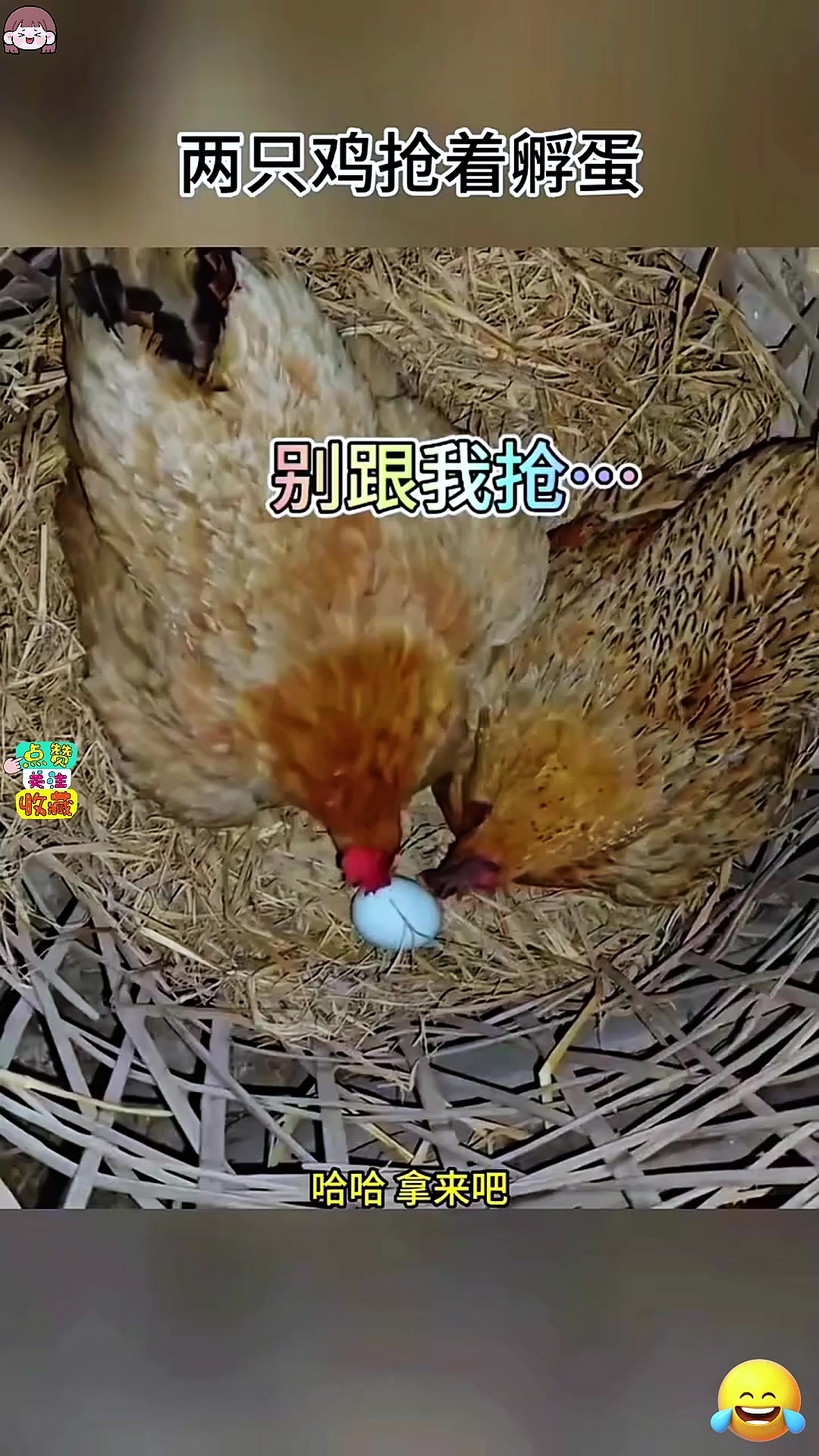 两只鸡抢着孵蛋,真是太搞笑了 
