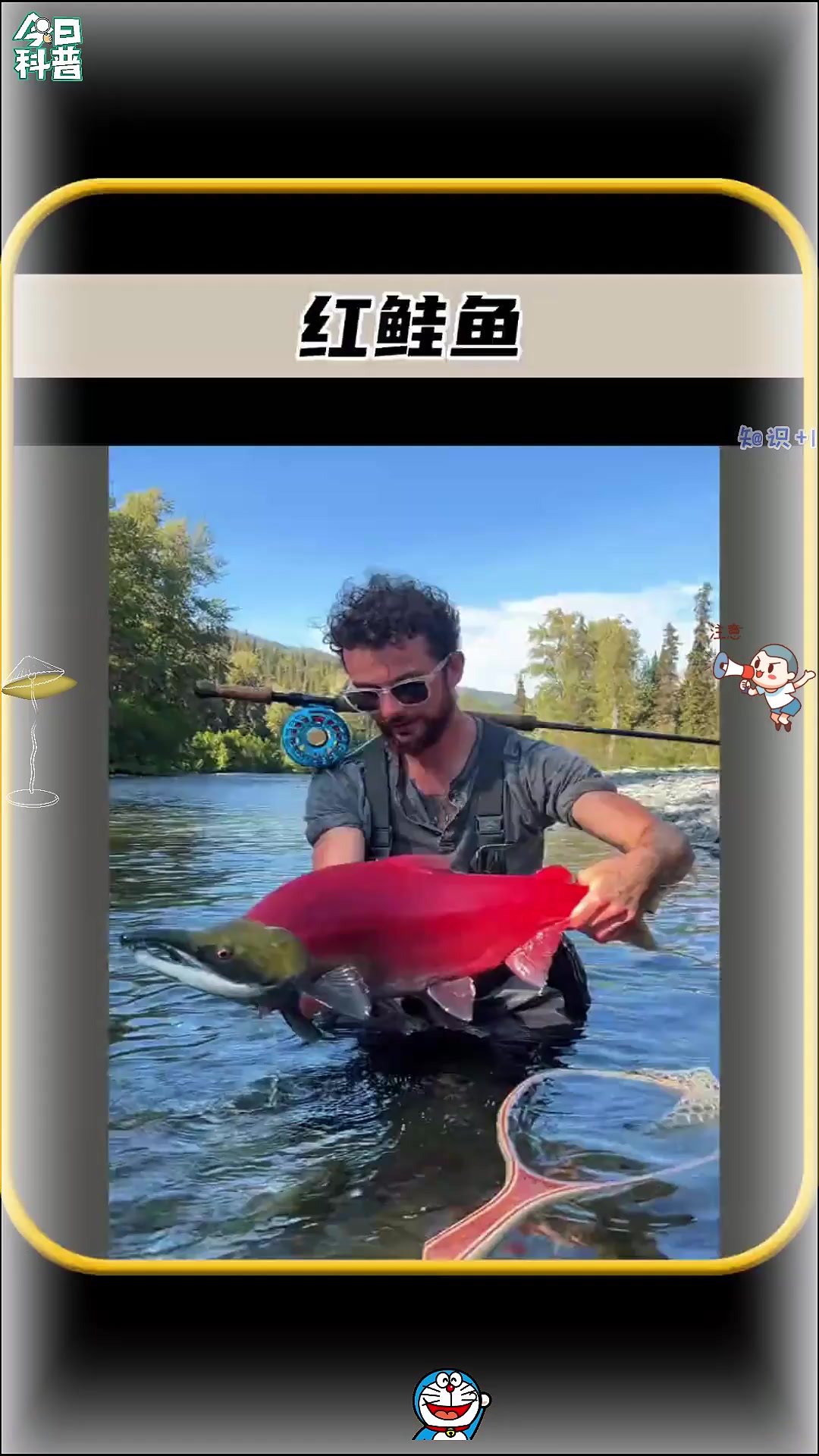 阿拉斯加当地生长着一种特殊的鱼,它的整个身子,除了头都是红色