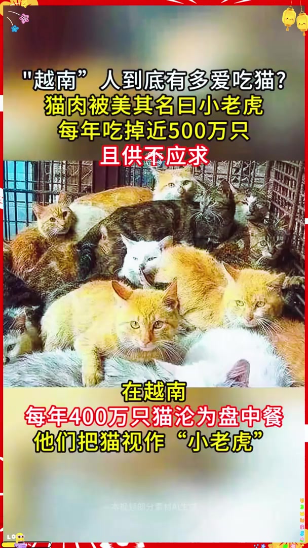 越南人到底有多爱吃猫猫肉，每年吃掉近500万只且供不应求