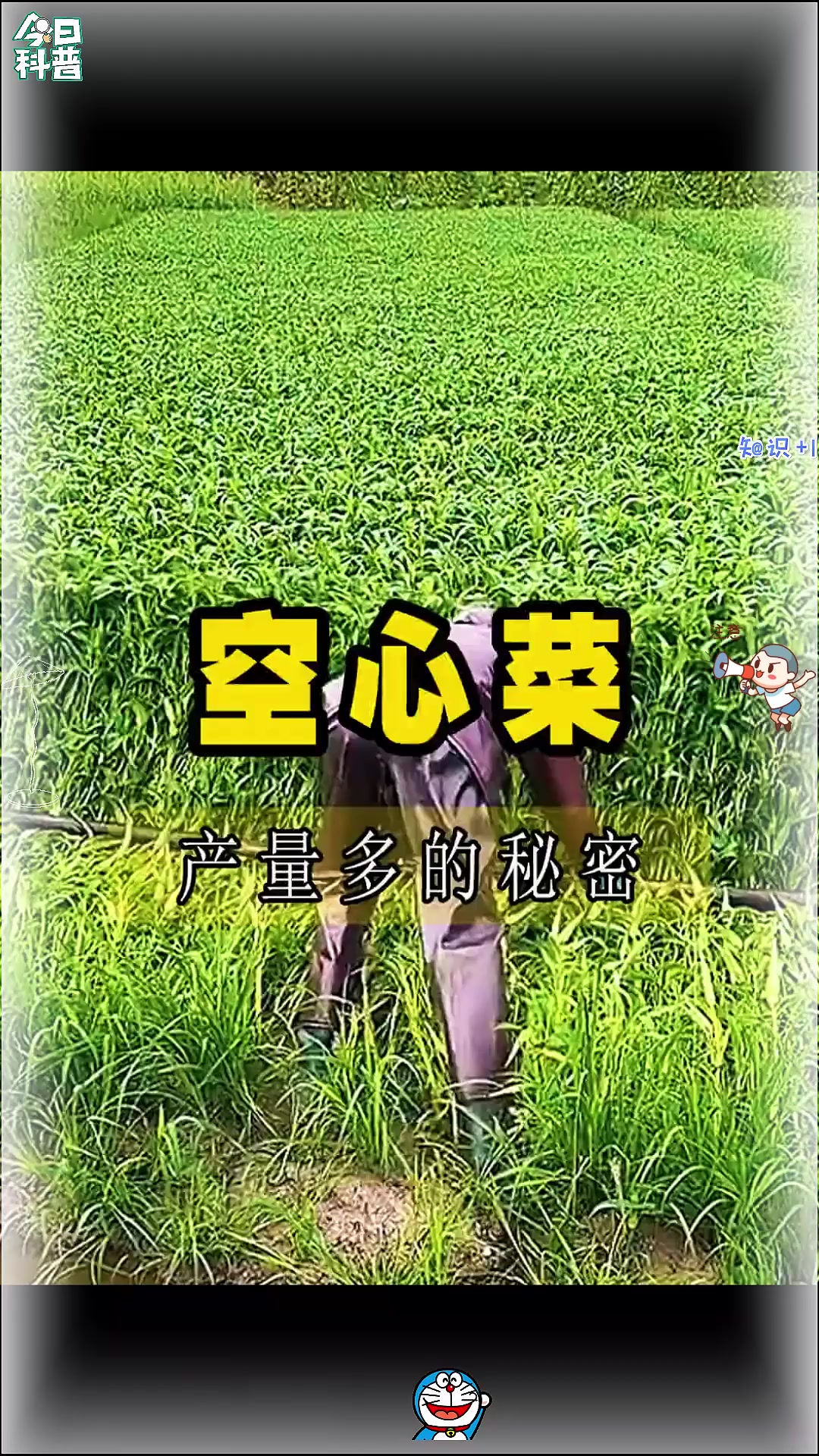 你知道为什么要压倒空心菜吗