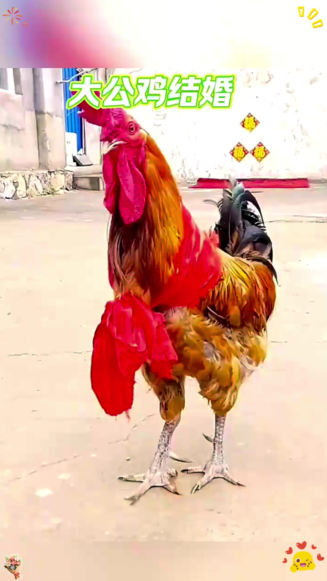 这大公鸡，也太搞笑了！