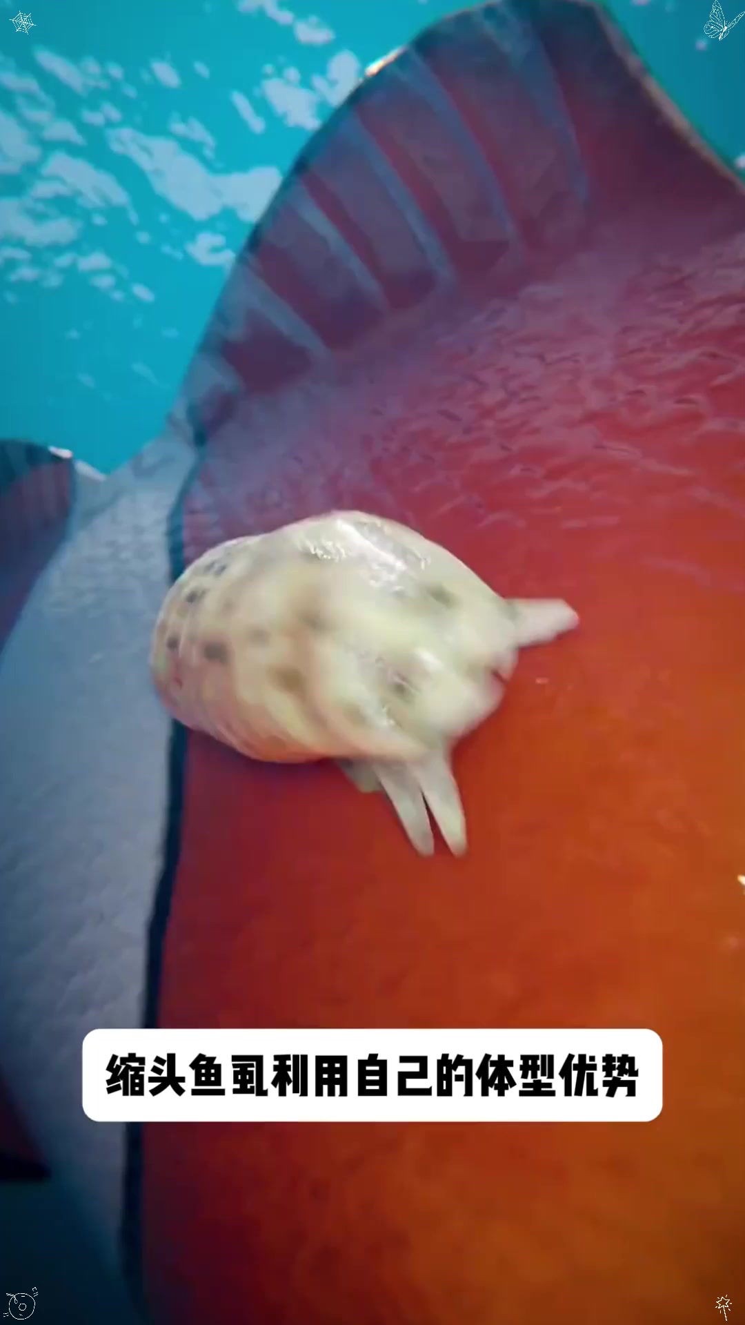 寄生在鱼嘴里的寄生虫，看看它是如何寄生的？