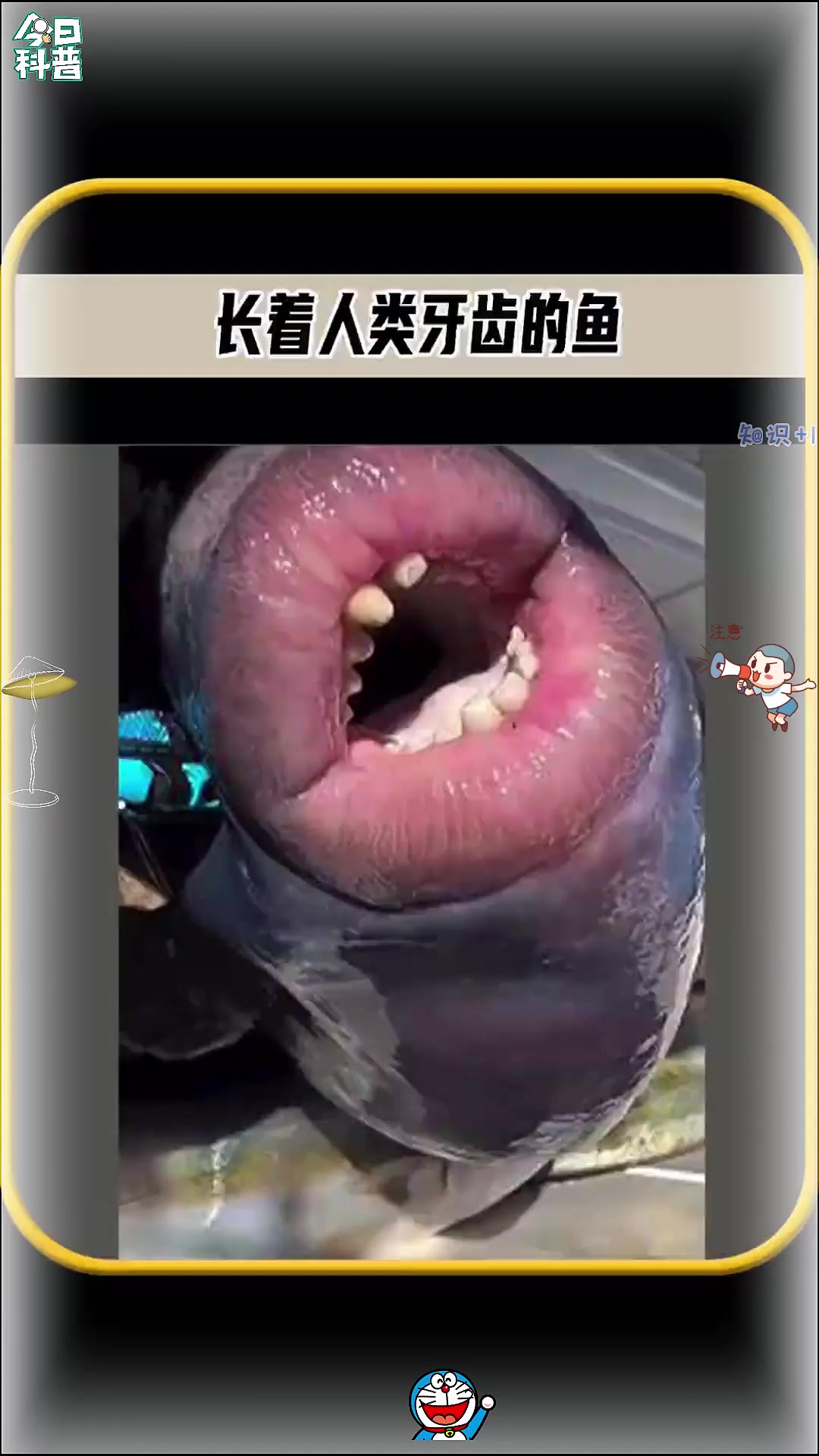 你见过长着人类牙齿的鱼吗，这并不是电影里面的特效而是真实的