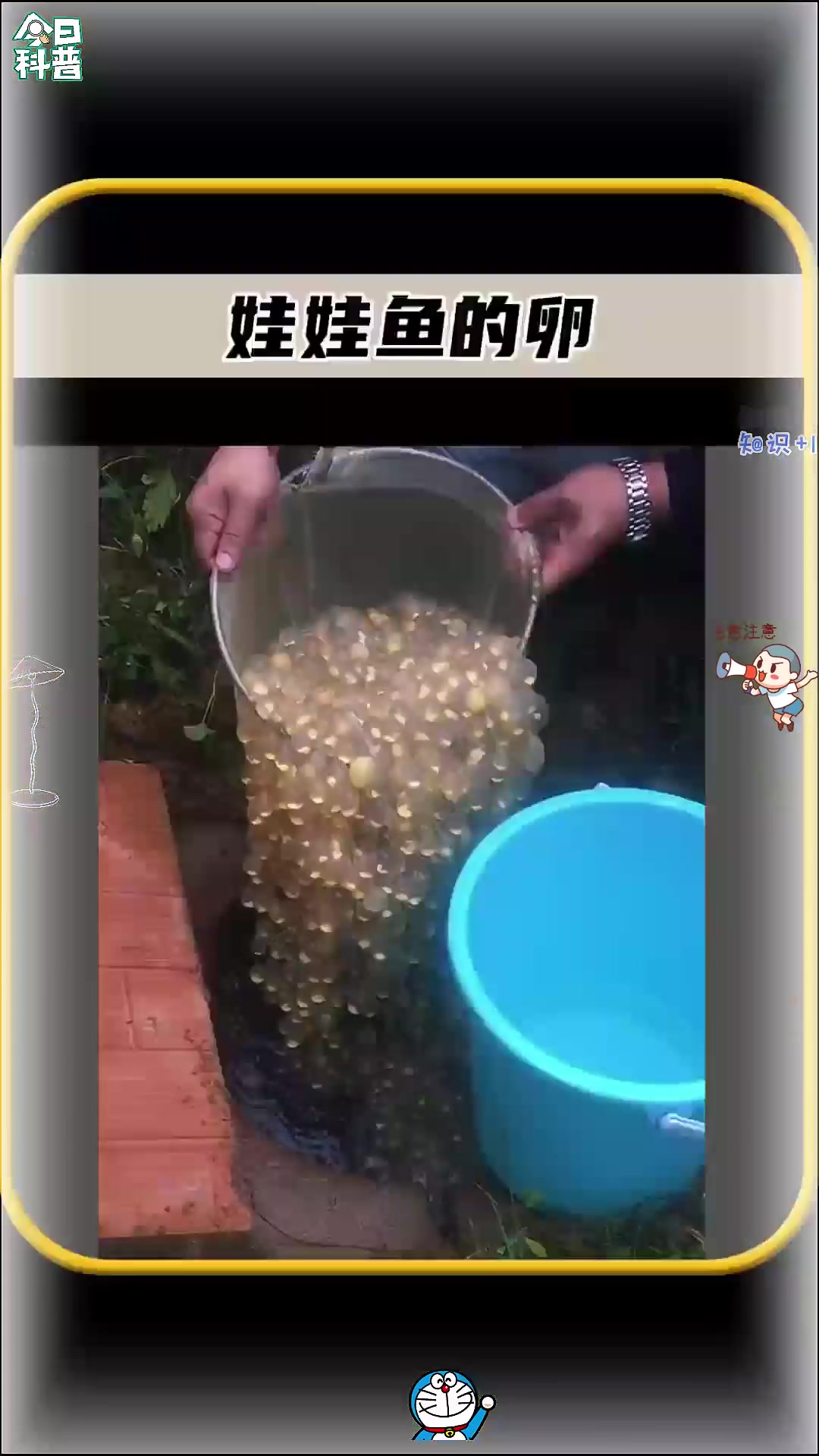 你见过娃娃鱼的卵吗,一串一串的像珍珠一样