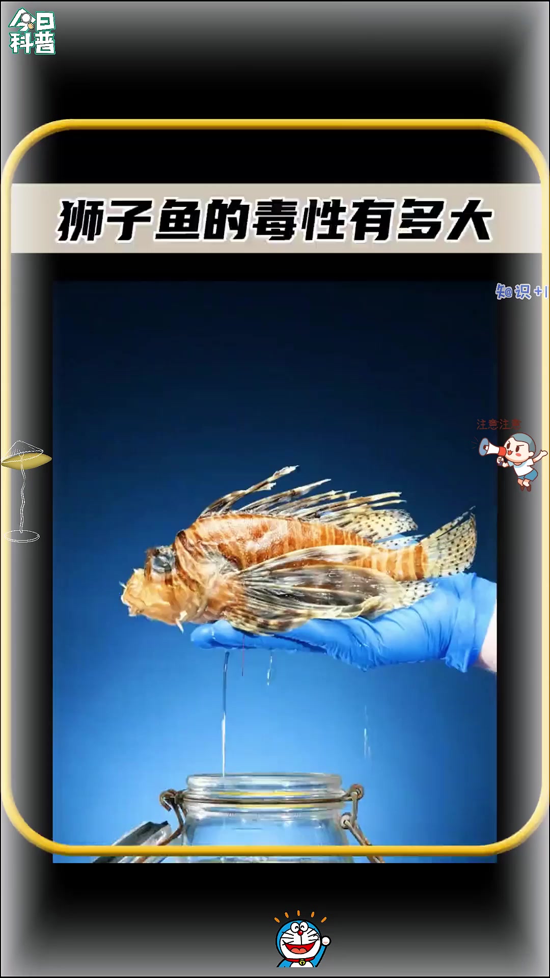 你知道狮子鱼身上的刺,有多大的毒性的吗,太可怕了