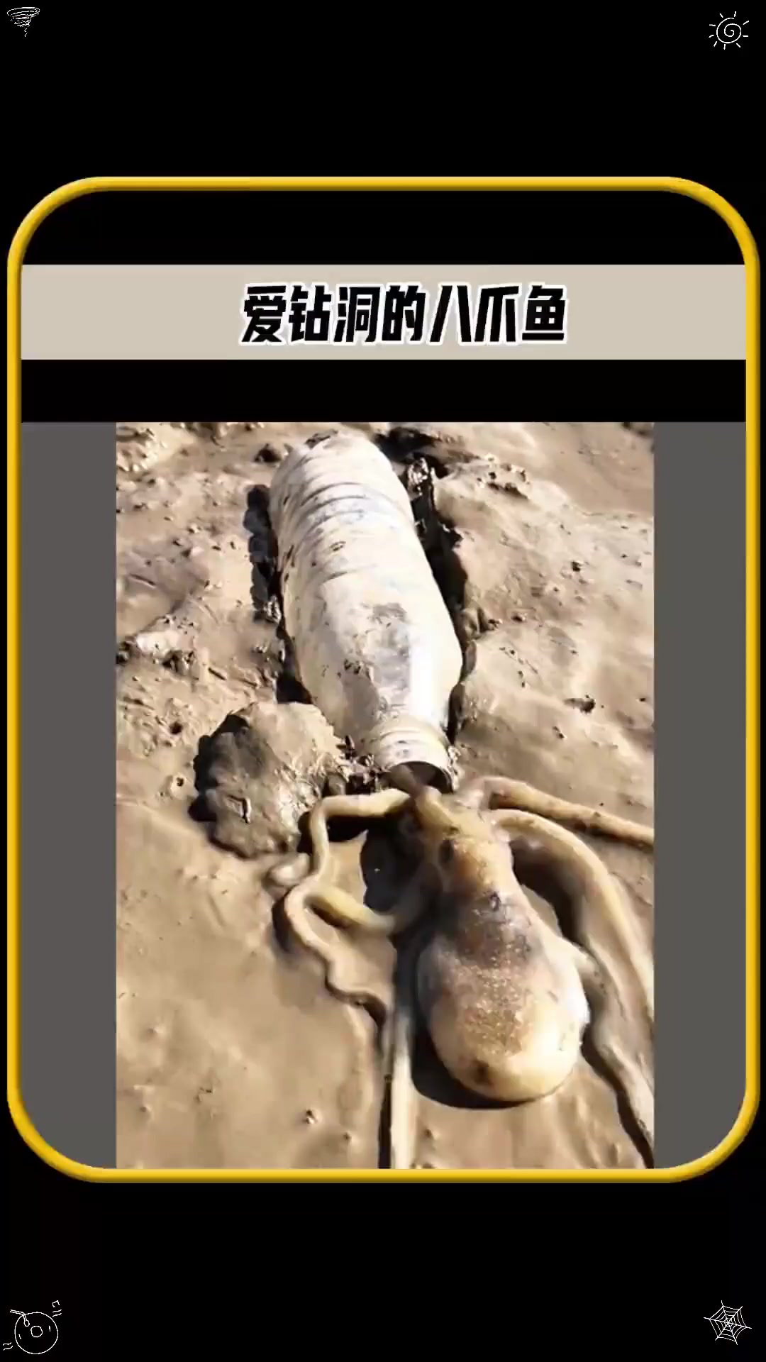 这条八爪鱼竟然钻到了这个瓶子里