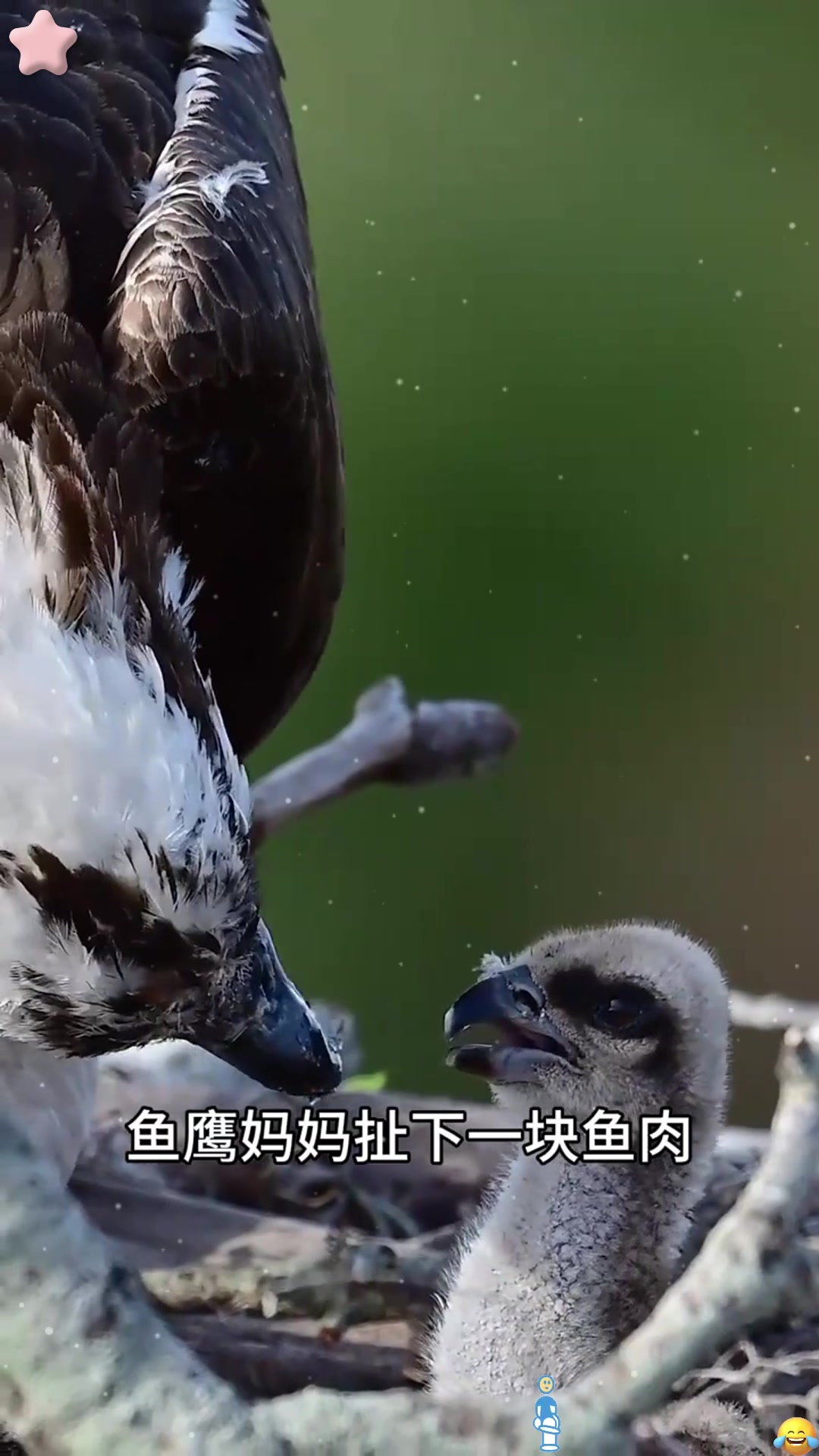 鱼鹰妈妈给幼鸟喂鱼吃