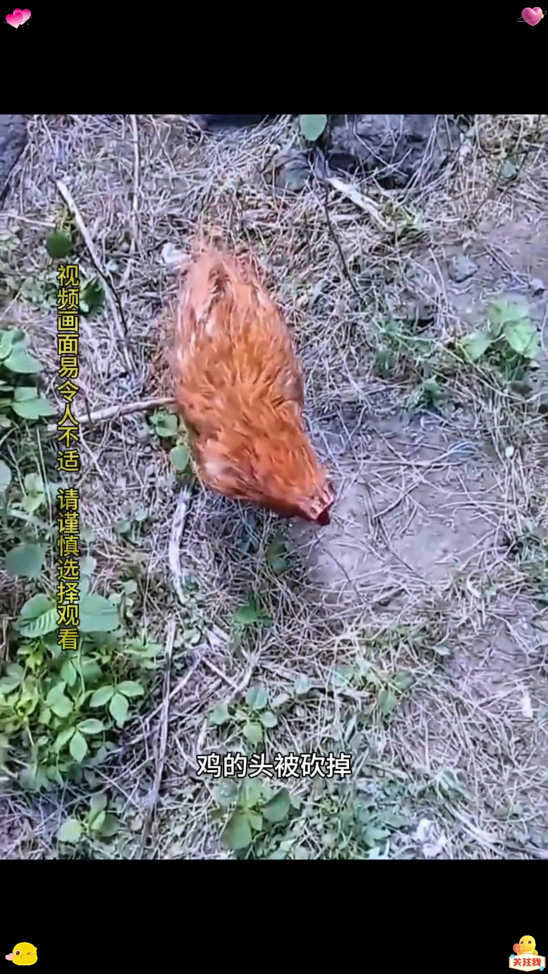 无头鸡麦克的传奇故事