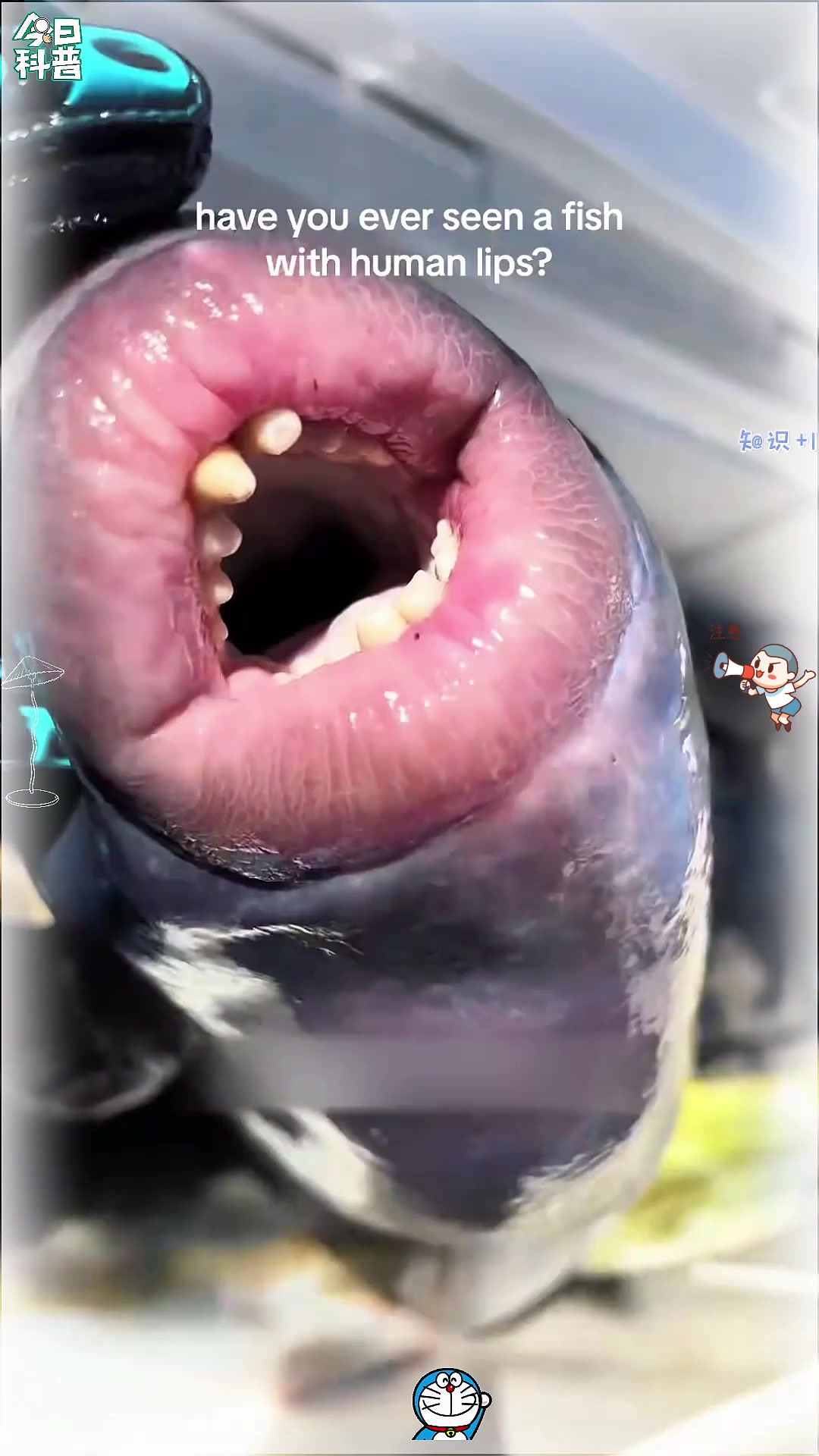 你见过这么性感的鱼唇吗？