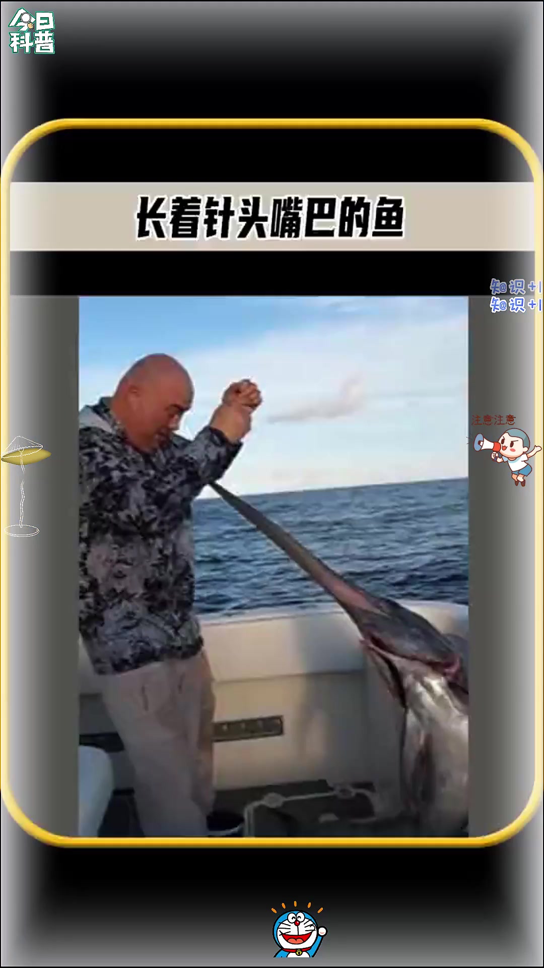 你知道这个长着像针头一样的鱼是什么吗，这种就是一种叫旗鱼的鱼