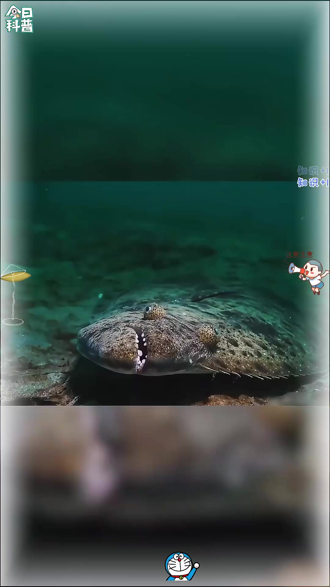比目鱼:眼睛变成这样怪我咯?