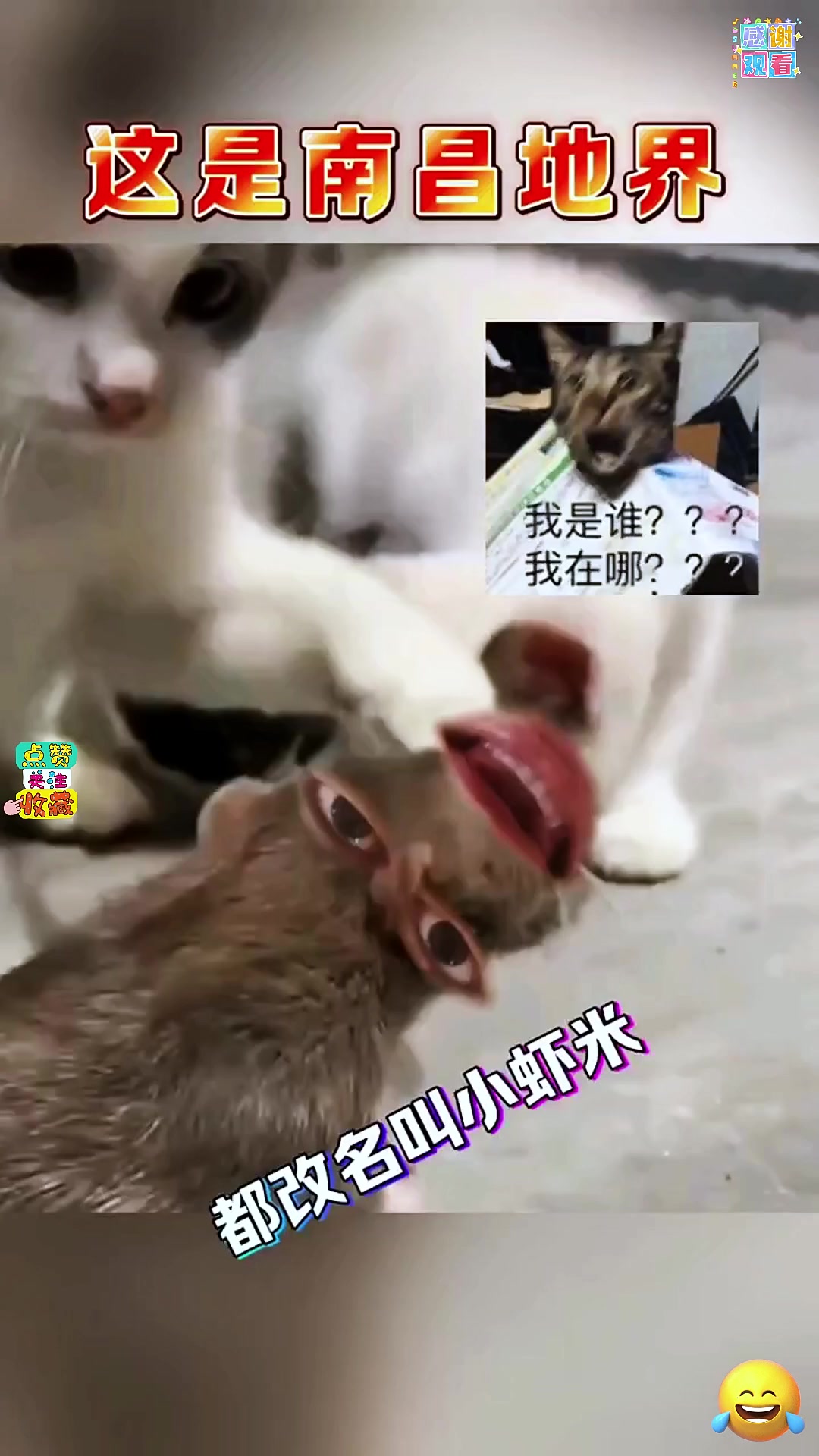 #快手搜索指数以后你别叫小猫咪了，叫小虾米！