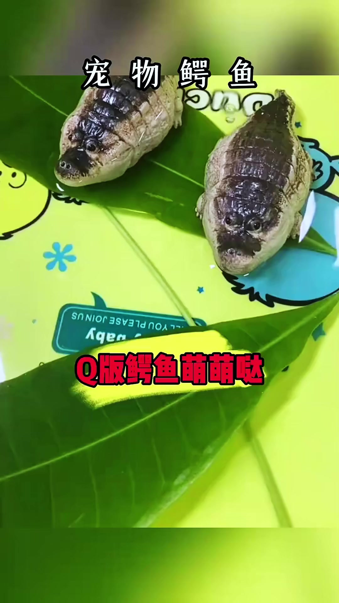 这小鳄鱼也太可爱了!