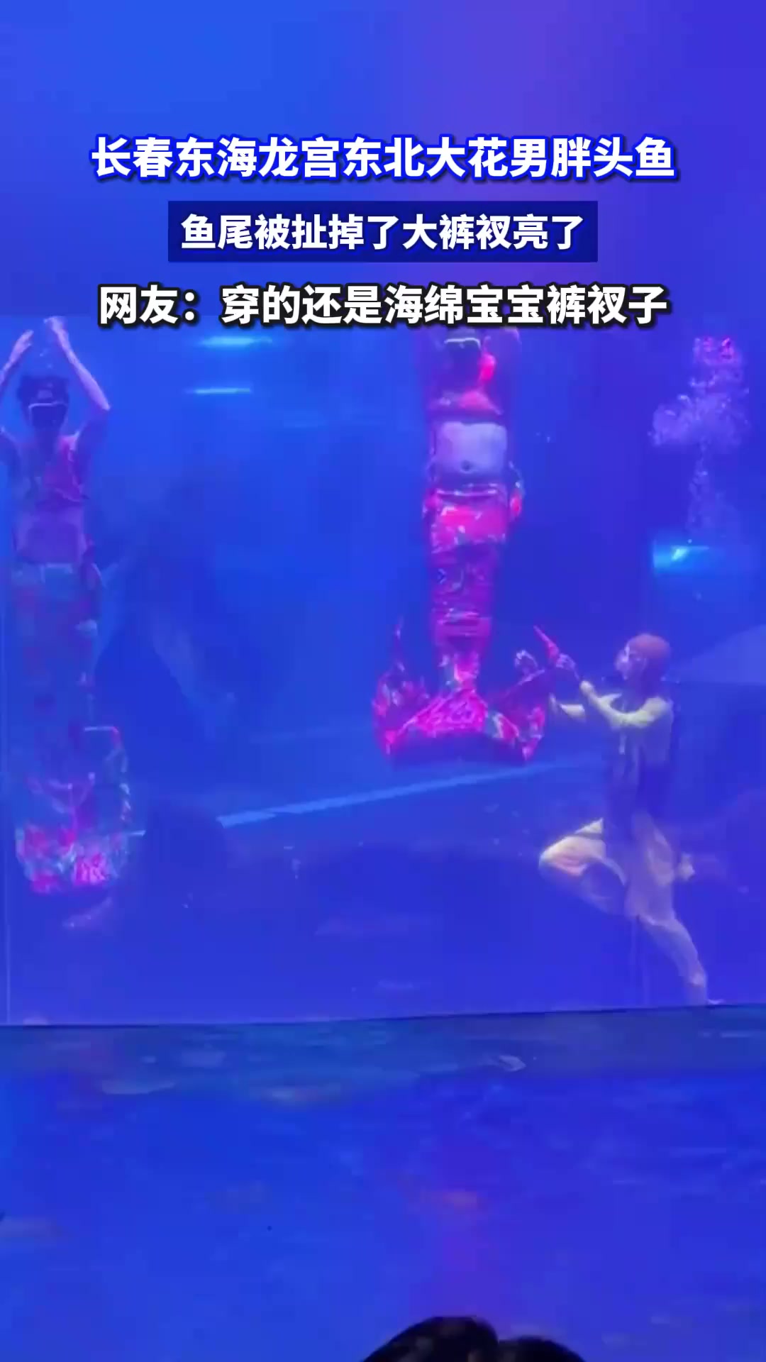 长春东海龙宫东北大花男胖头鱼，鱼尾被扯掉了大裤衩亮了