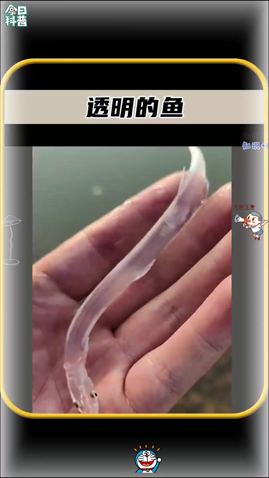 你知道这种浑身上下都是透明的鱼吗，简直太神奇了