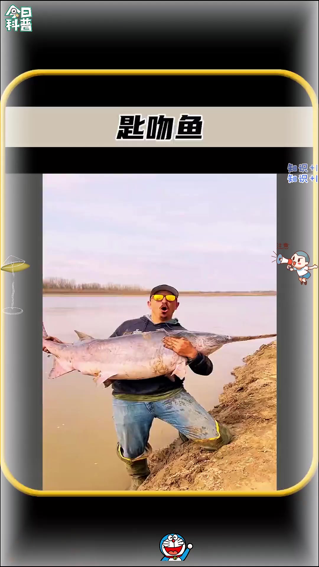 原来这种长着勺子一样的嘴,竟然叫做匙吻鱼。