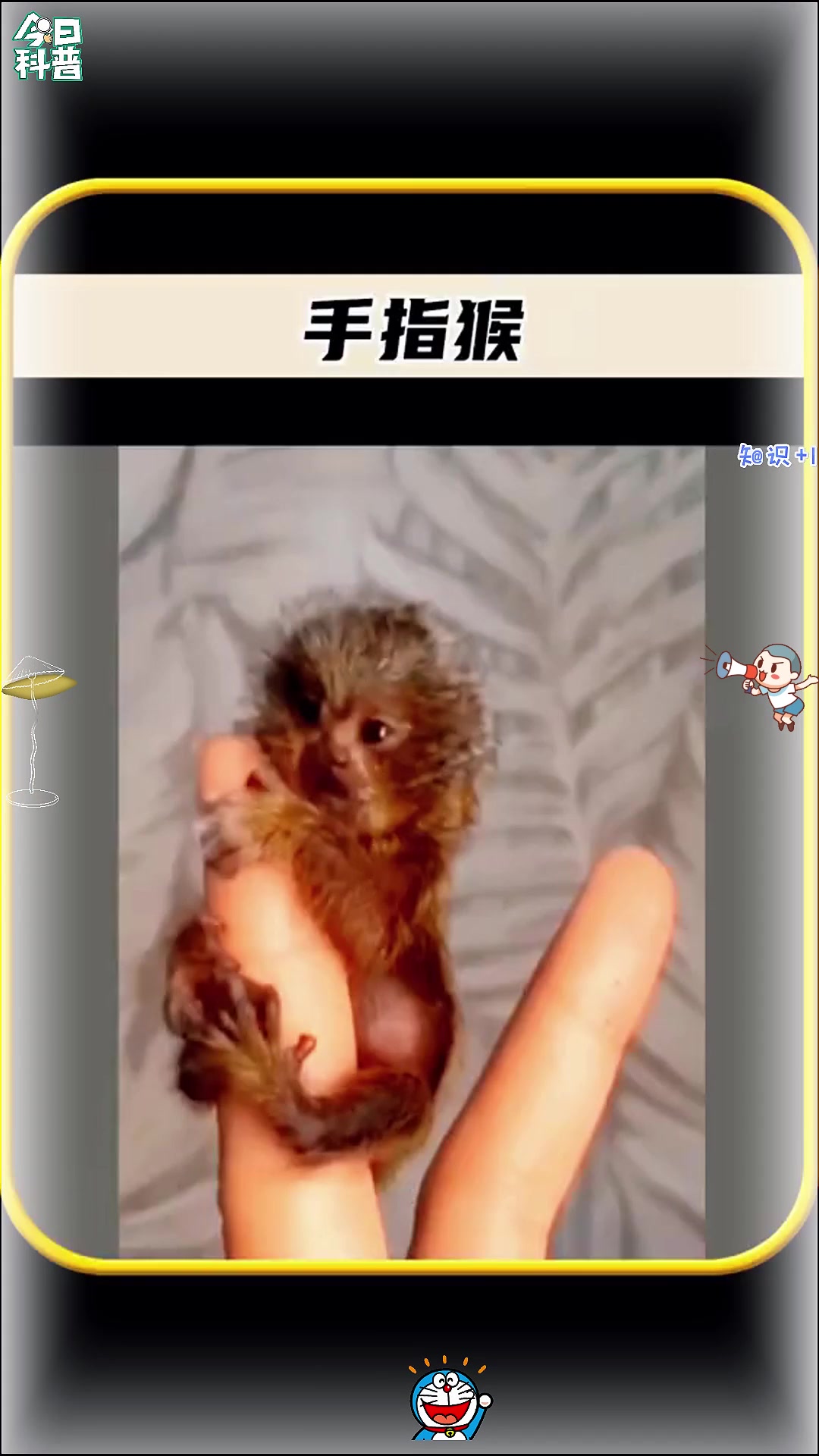 这是世界上最小的猴子