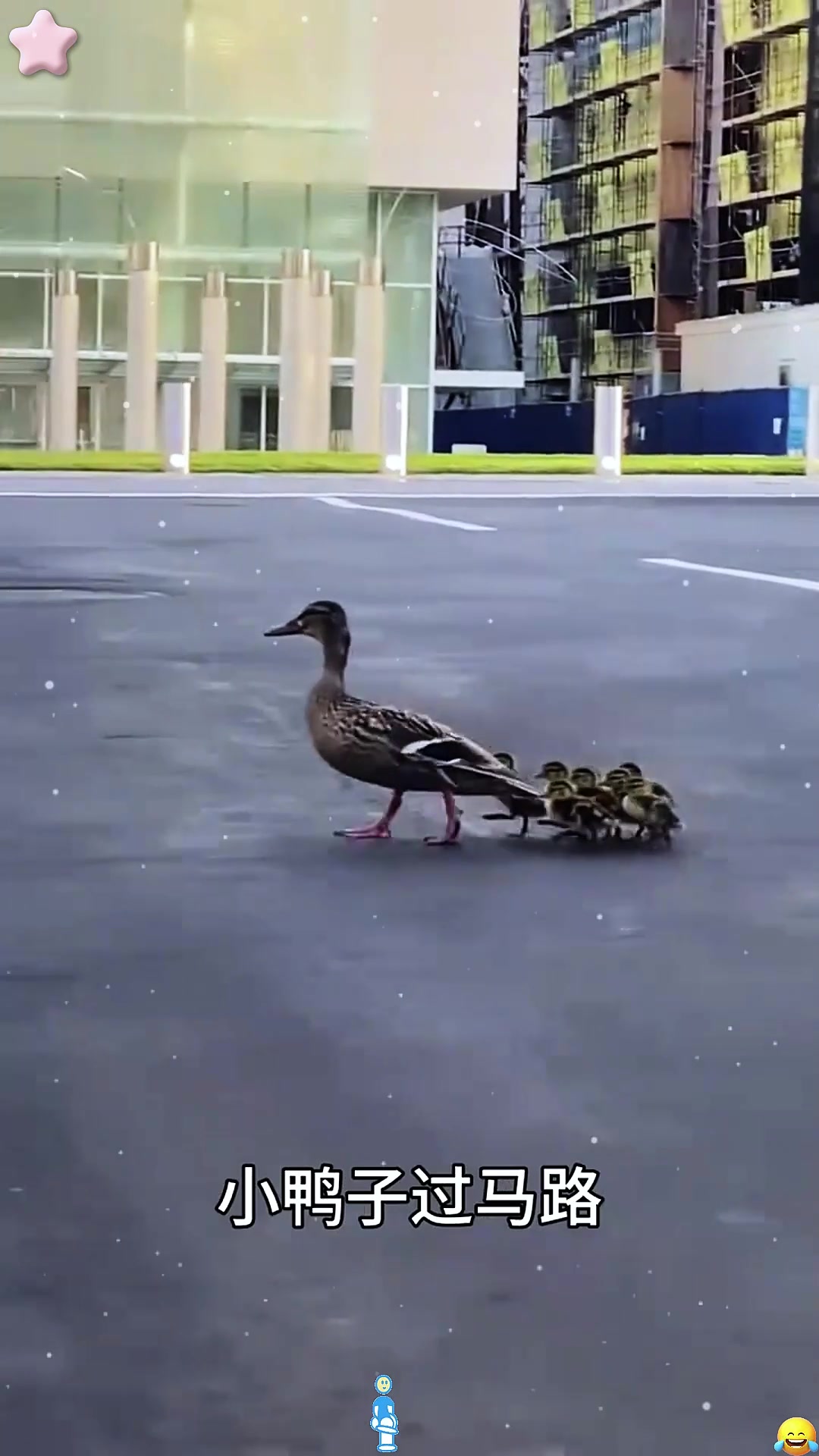 鸭妈妈带着一群小鸭子过马路,真是太有爱了