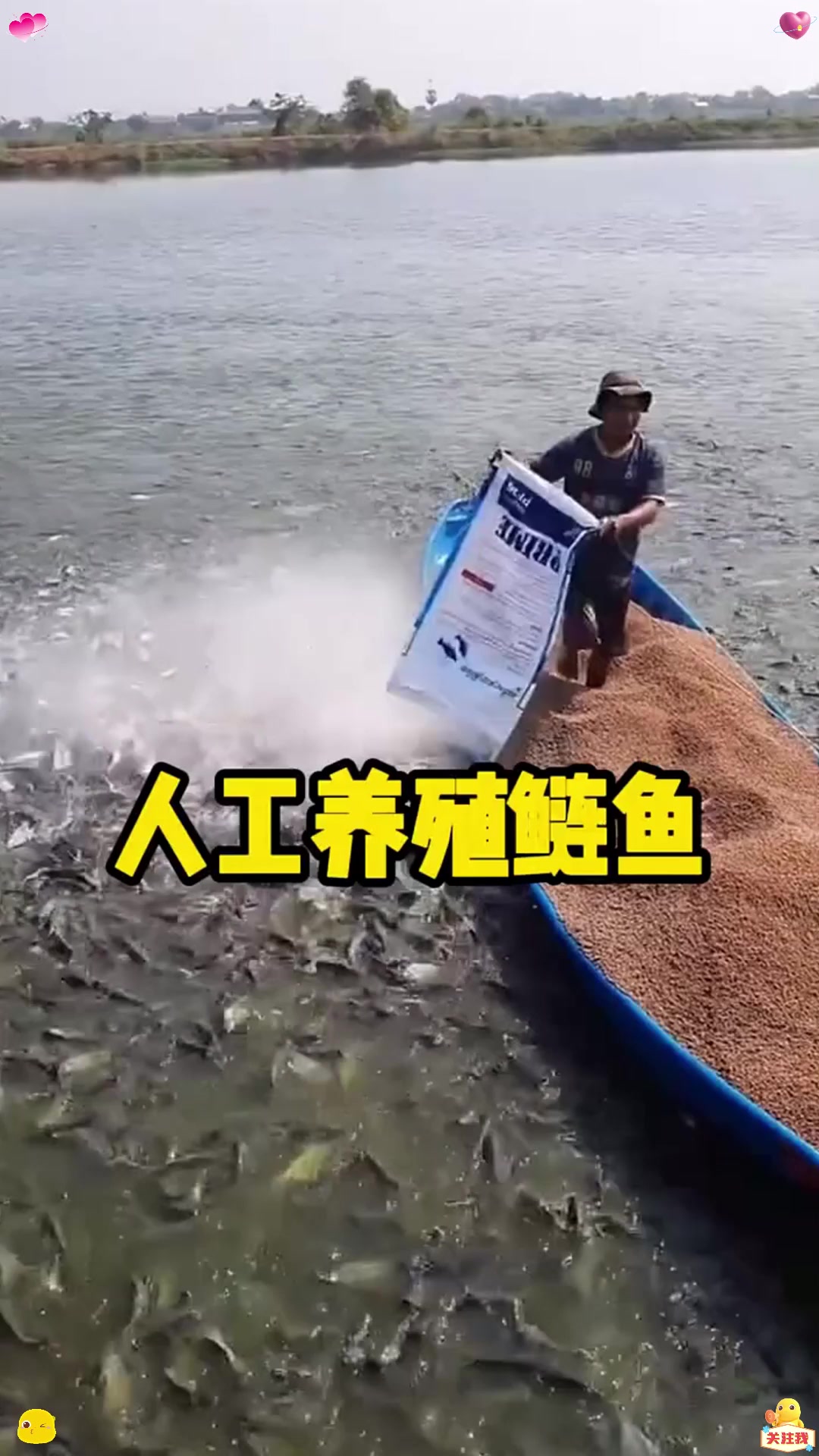人工养殖鲶鱼的密度有多恐怖？