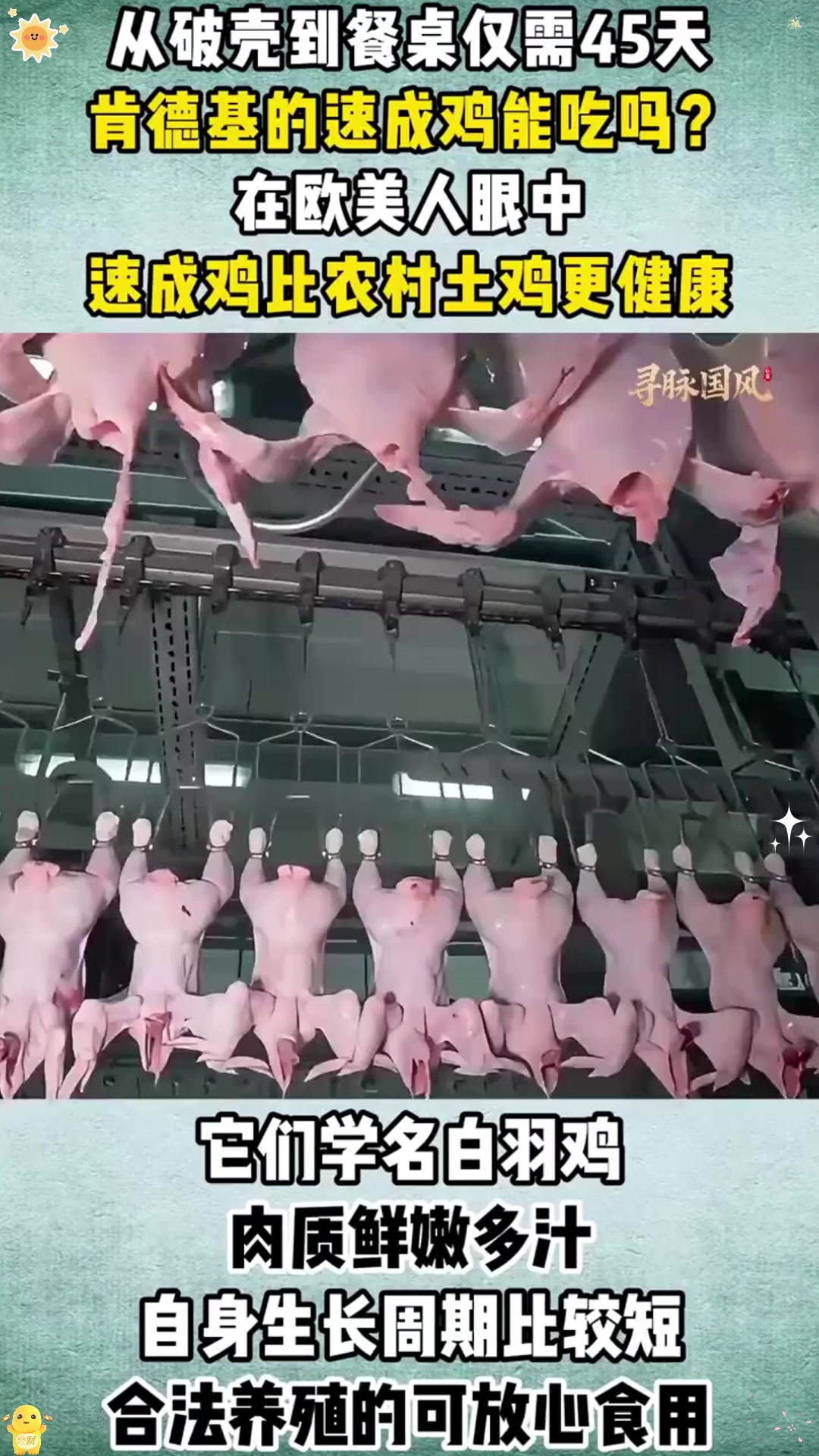 从破壳到餐桌仅需天,肯德基的速成鸡能吃吗?看完涨知识了