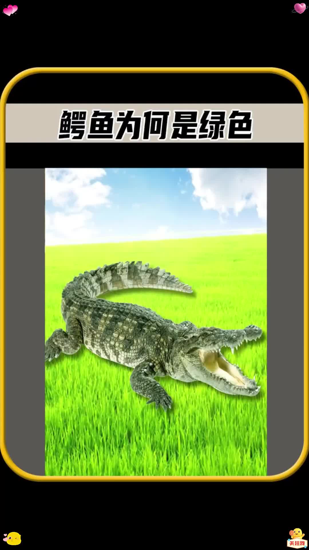你知道鳄鱼为什么，都是绿色的吗