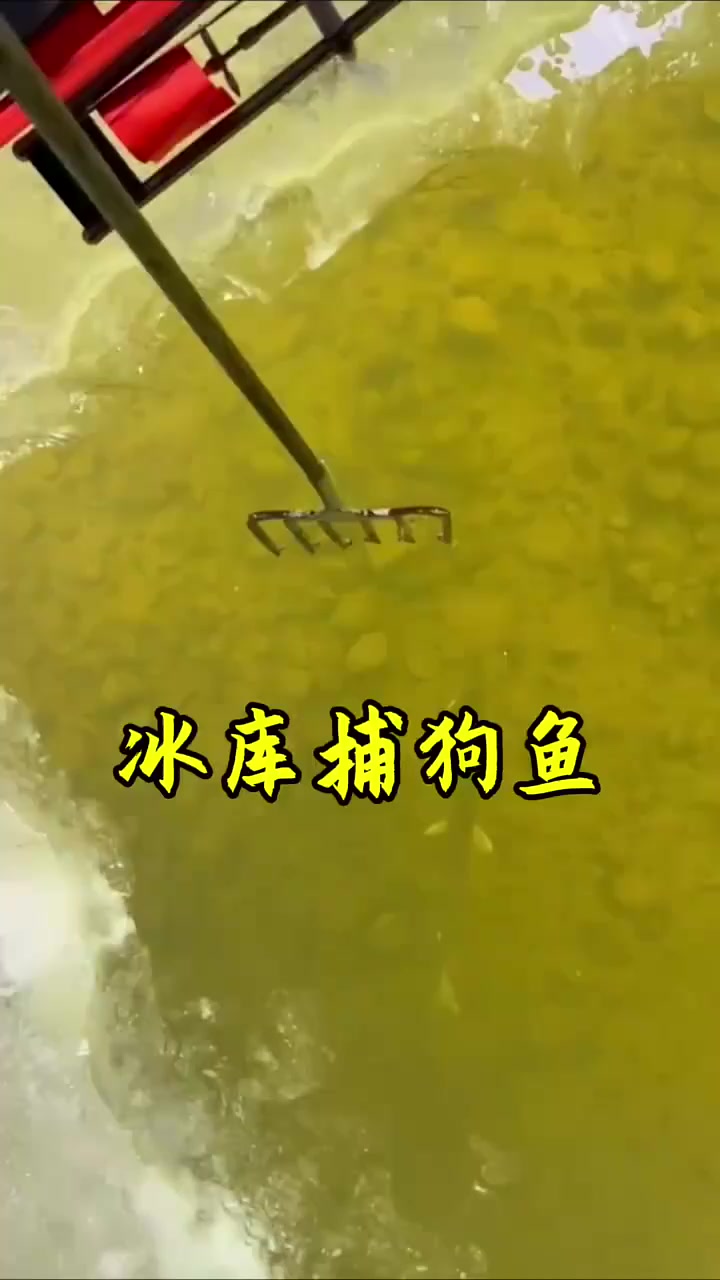 渔民冰库里刺中一条白斑狗鱼,看着真过瘾!