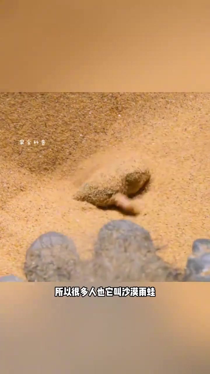 这只像人机一样,在摇头晃脑家的小家伙,叫馒头蛙也叫散疣短头蛙