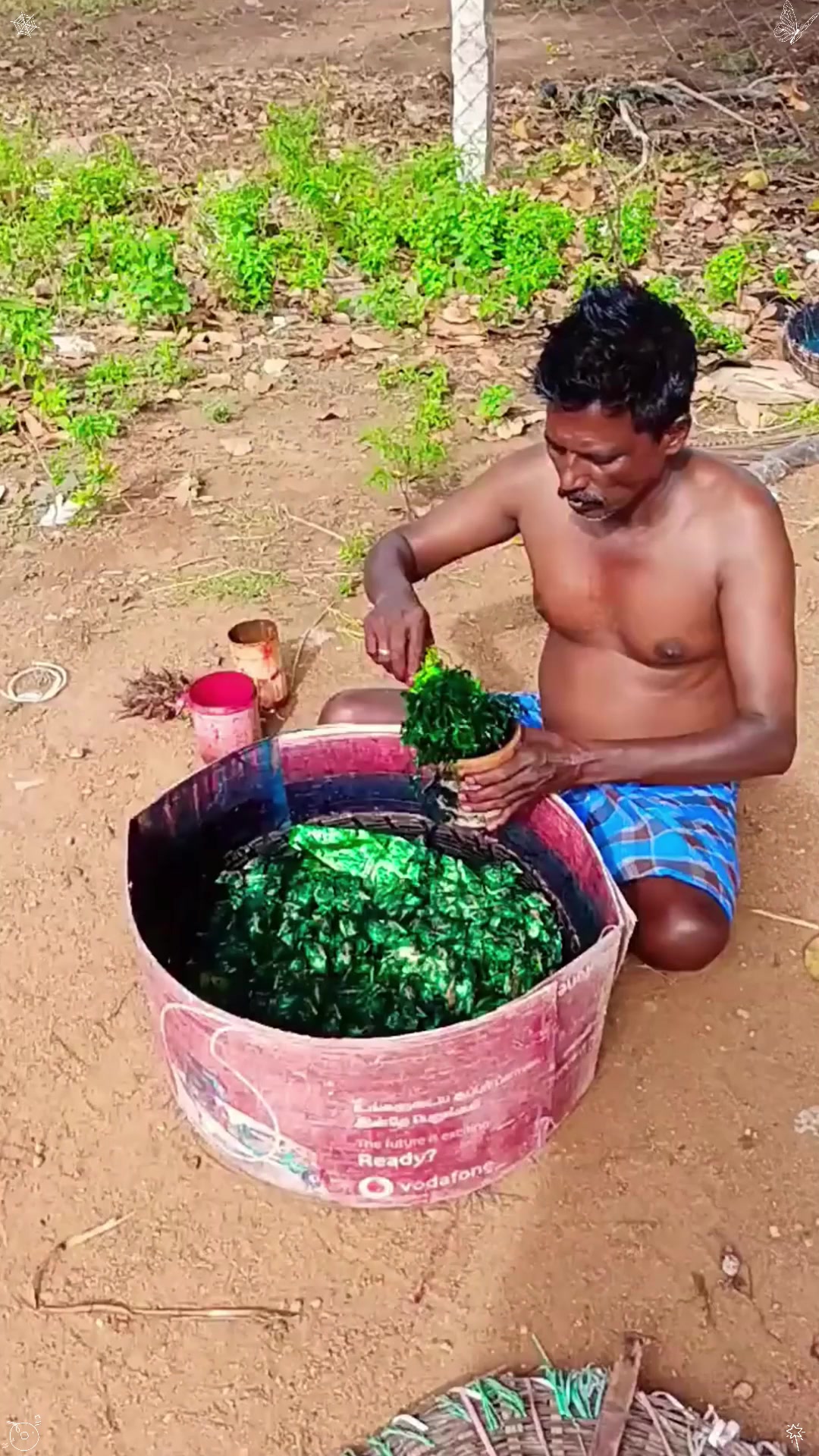 学校门口彩色的小鸡是哪来的？它能养大吗