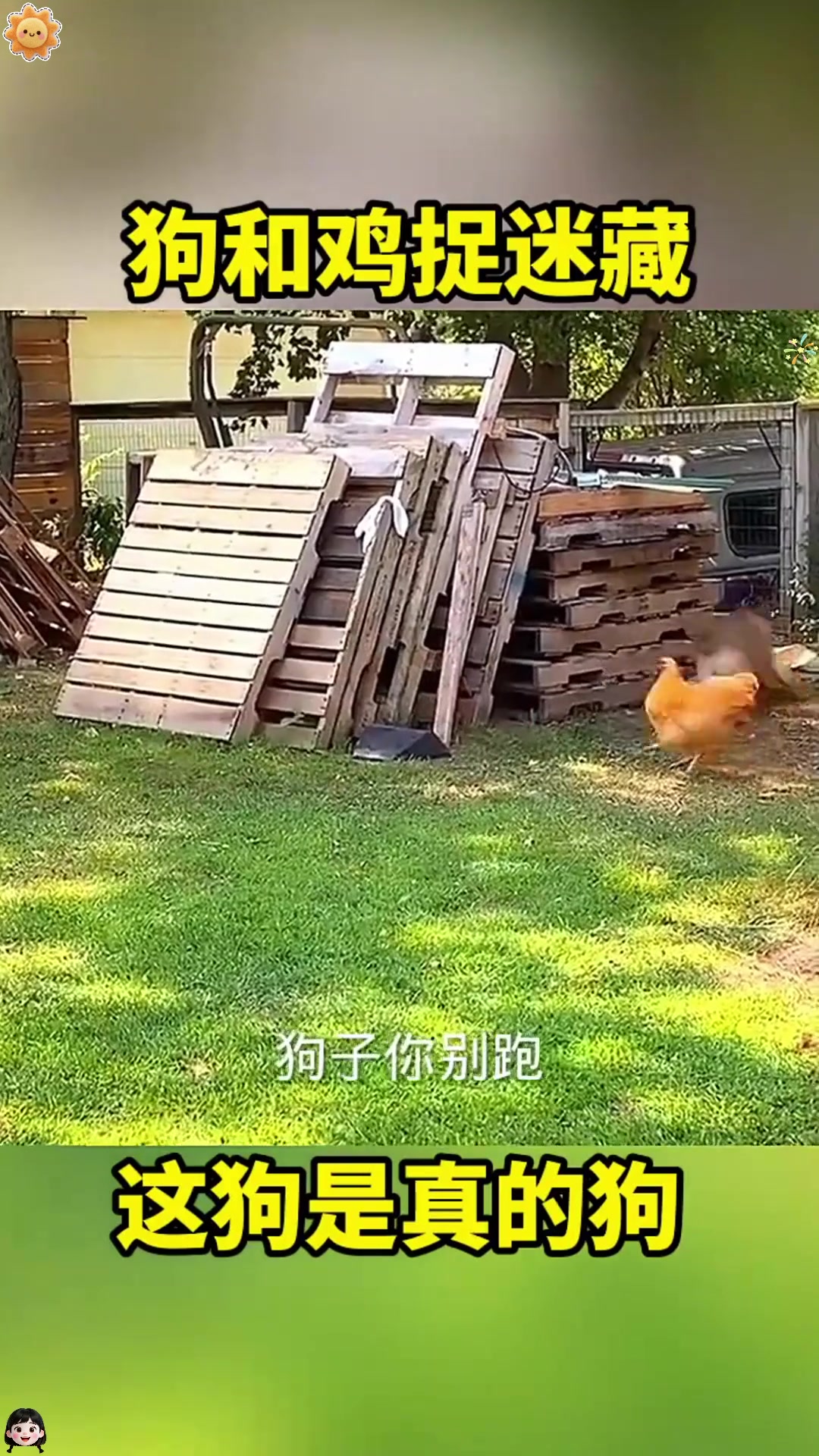 狗子和母鸡玩捉迷藏,真是太会玩了!