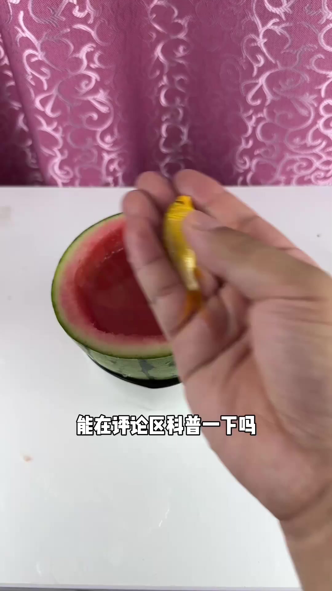 离谱!据说金鱼放在西瓜里养,一周就能长大一斤,亲测