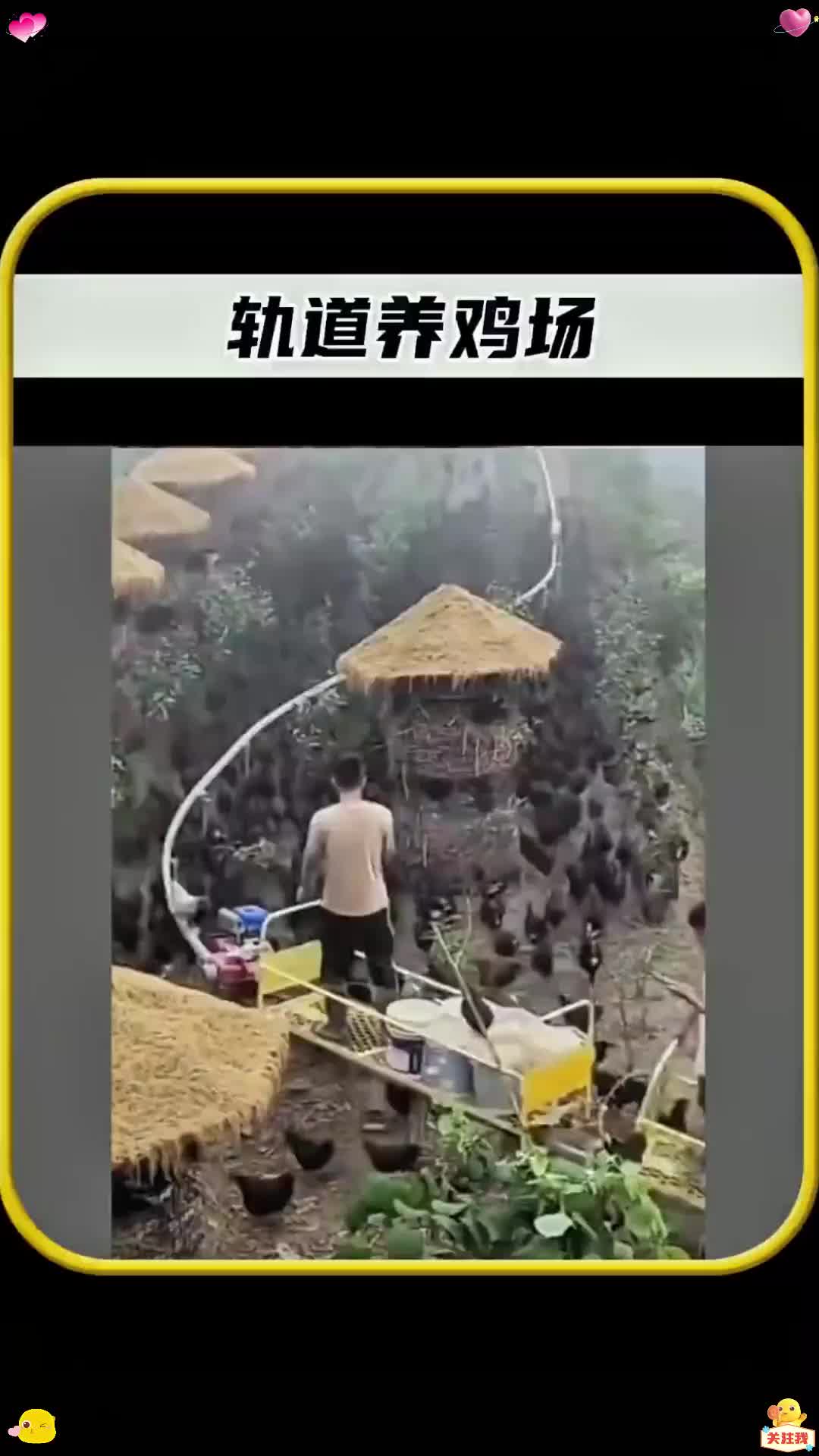 全世界独一无二的轨道养鸡场，每只鸡都住上了豪华单间