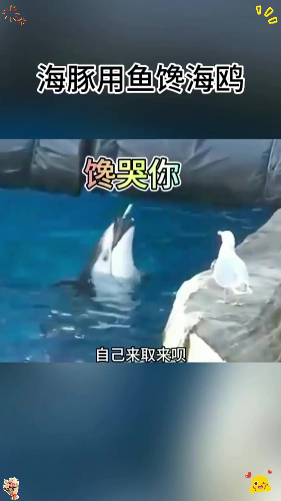 海豚竟然用鱼馋海鸥！真是太有才了