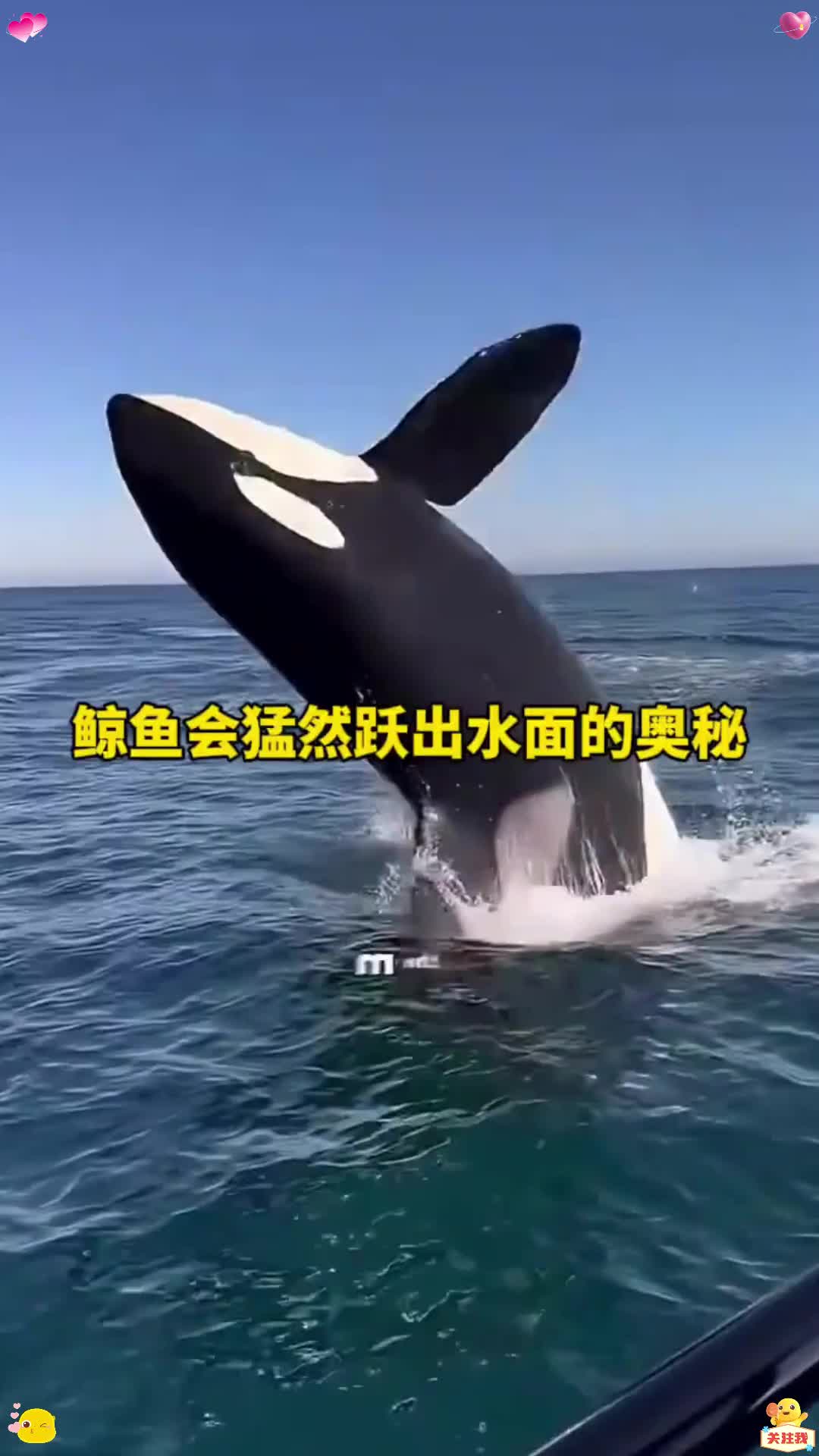 鲸鱼会猛然跃出水面的奥秘