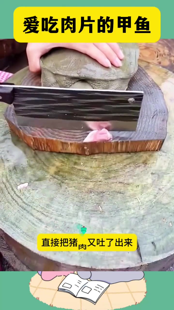 爱吃肉片的甲鱼,是个胆小的动物