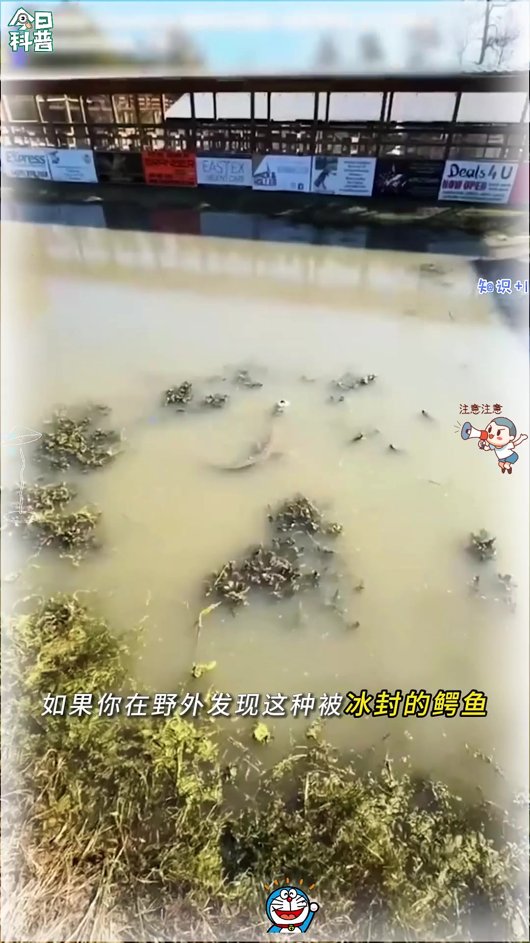 冰冻在河里的鳄鱼 冰冻在河里的鳄鱼