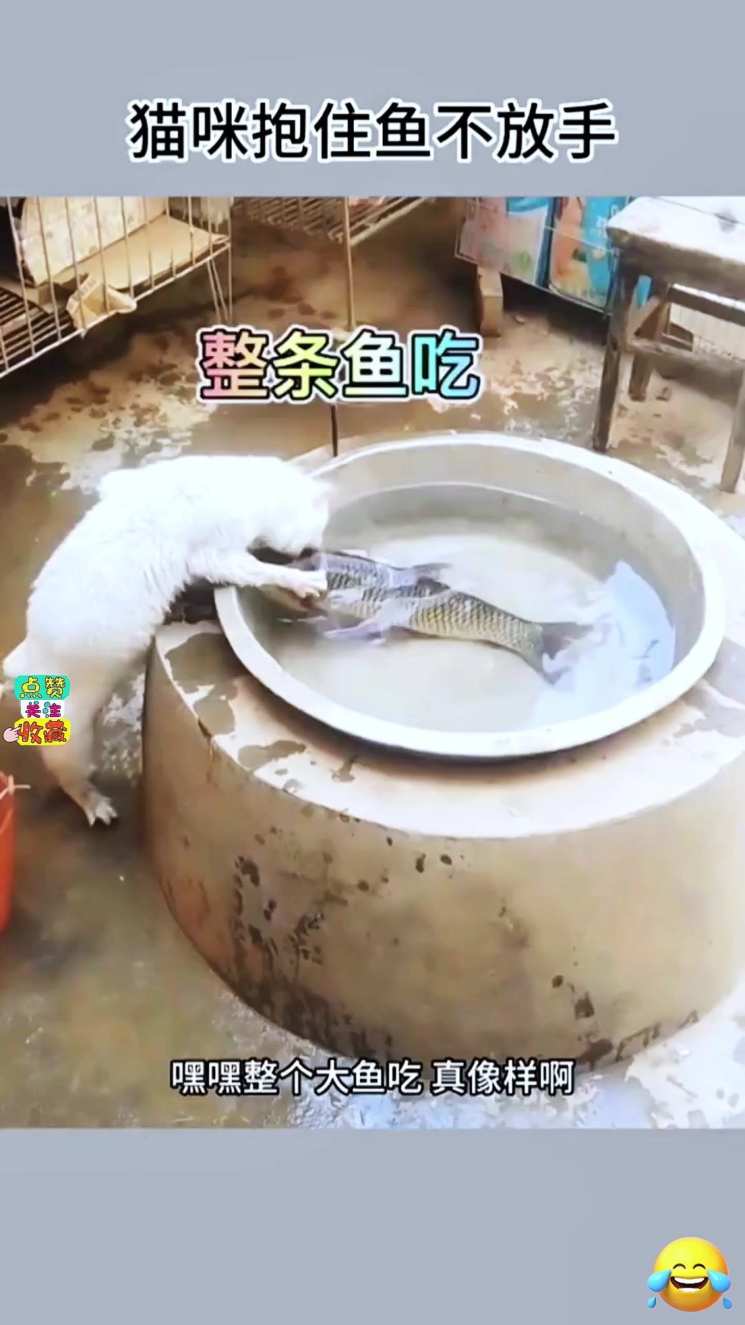 猫咪抱着鱼就是不想撒手 