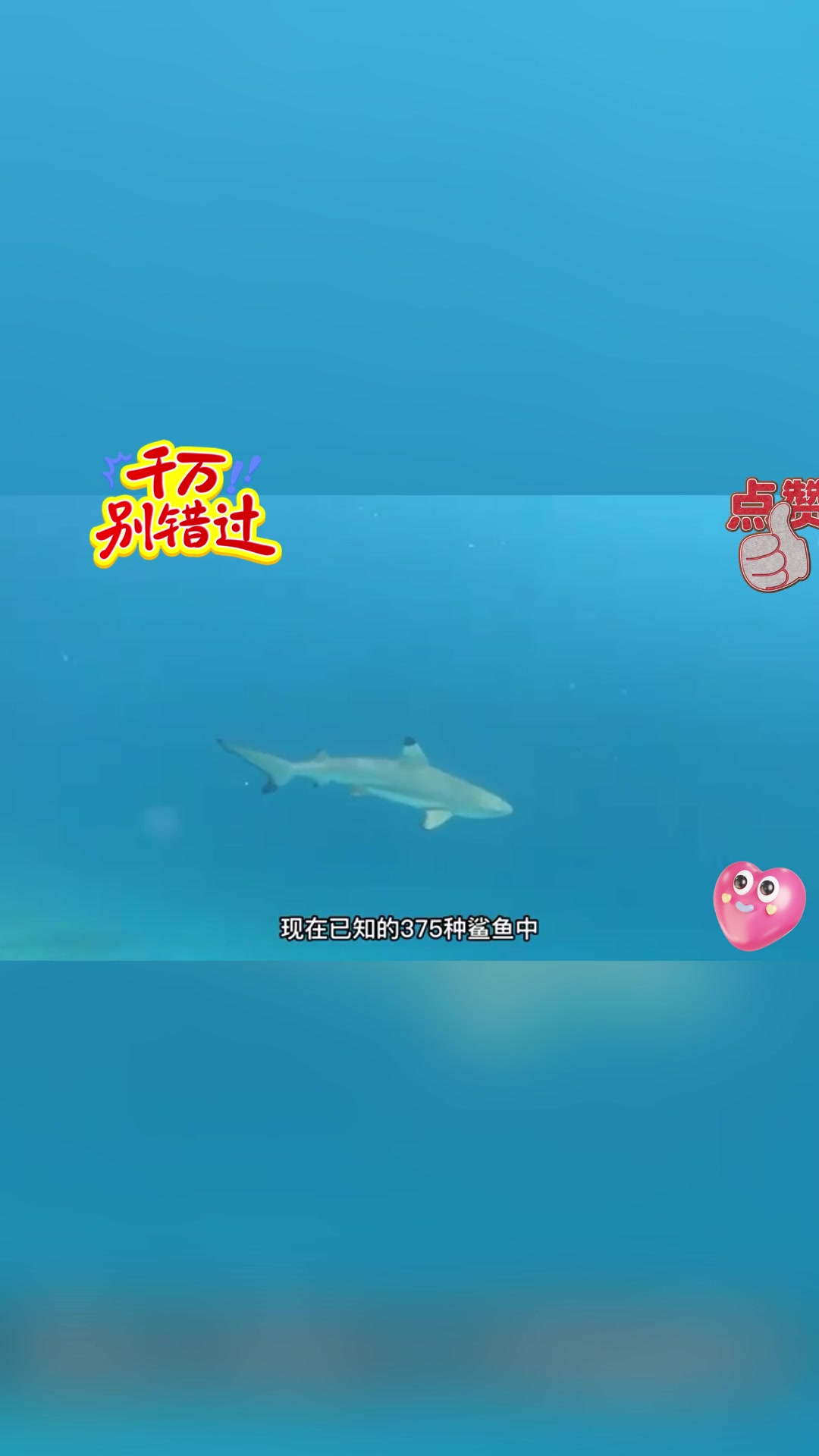 鲨鱼大战鳄鱼谁更胜一筹