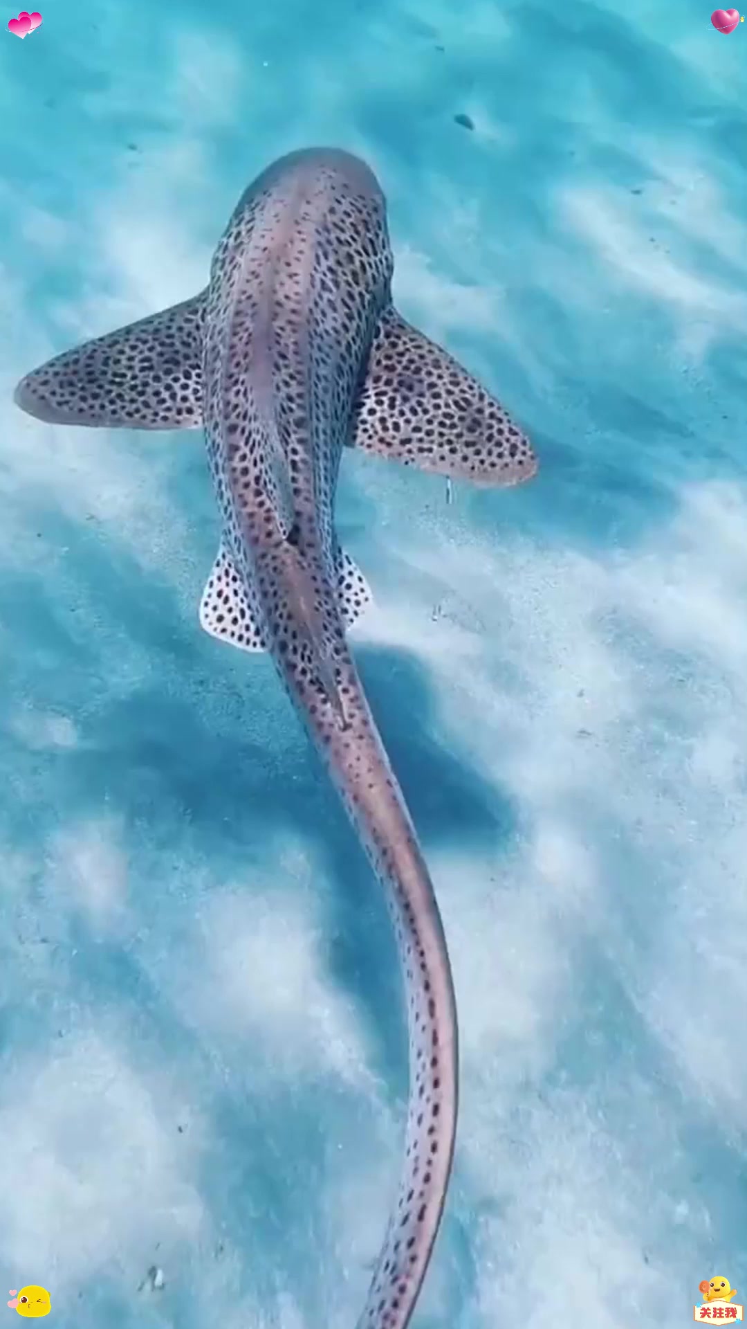 全身长满斑点的鲨鱼，看上去十分的独特