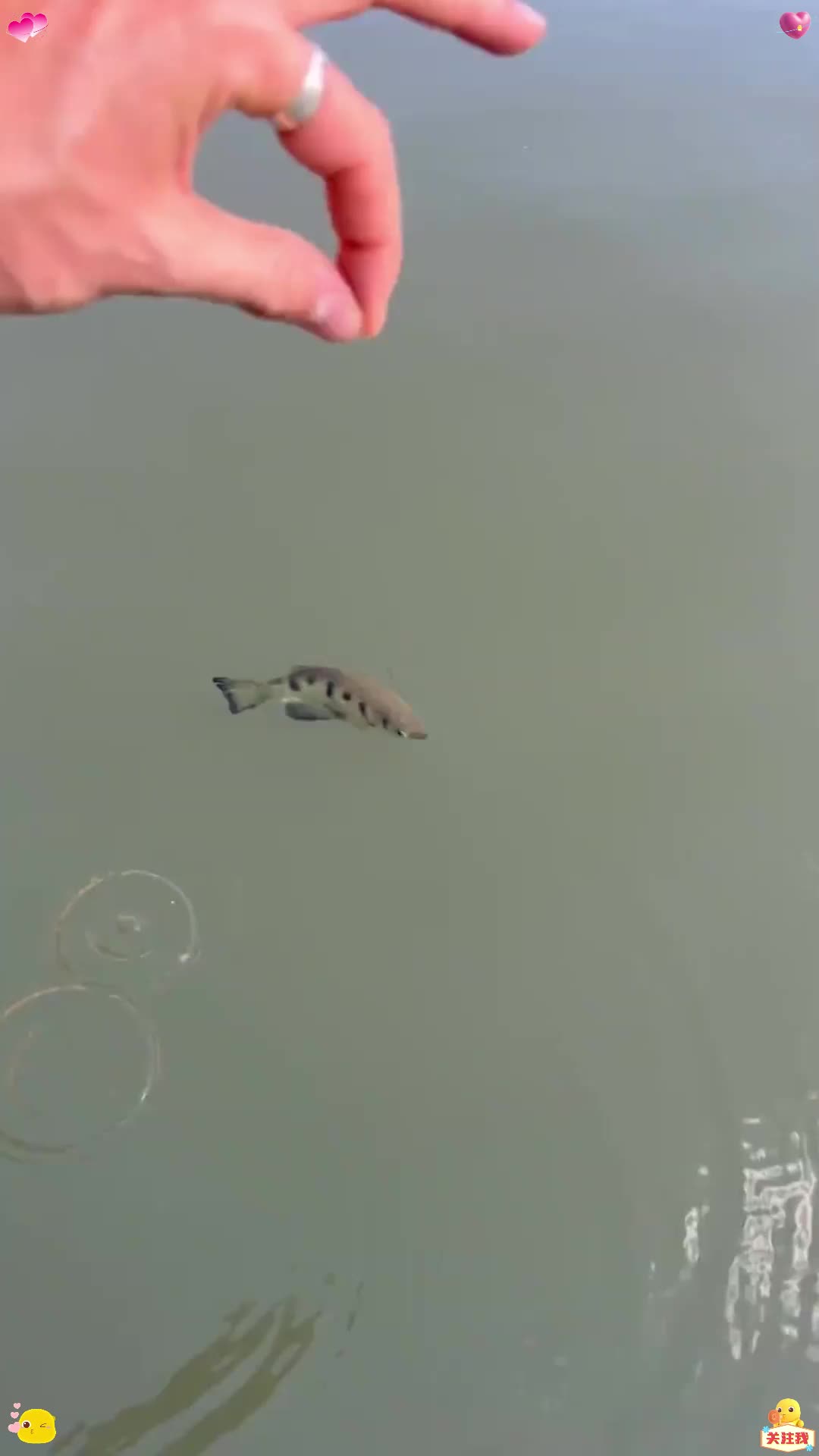 一喷一个准，水面狙击手射水鱼