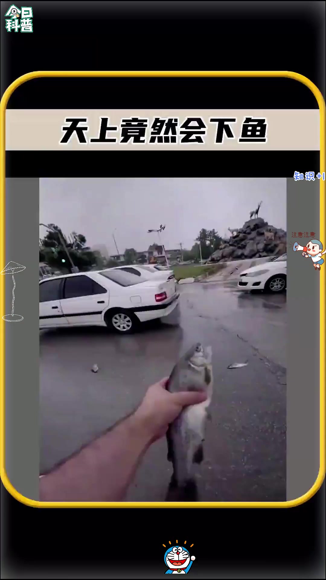 你敢相信吗，天上竟然会下鱼