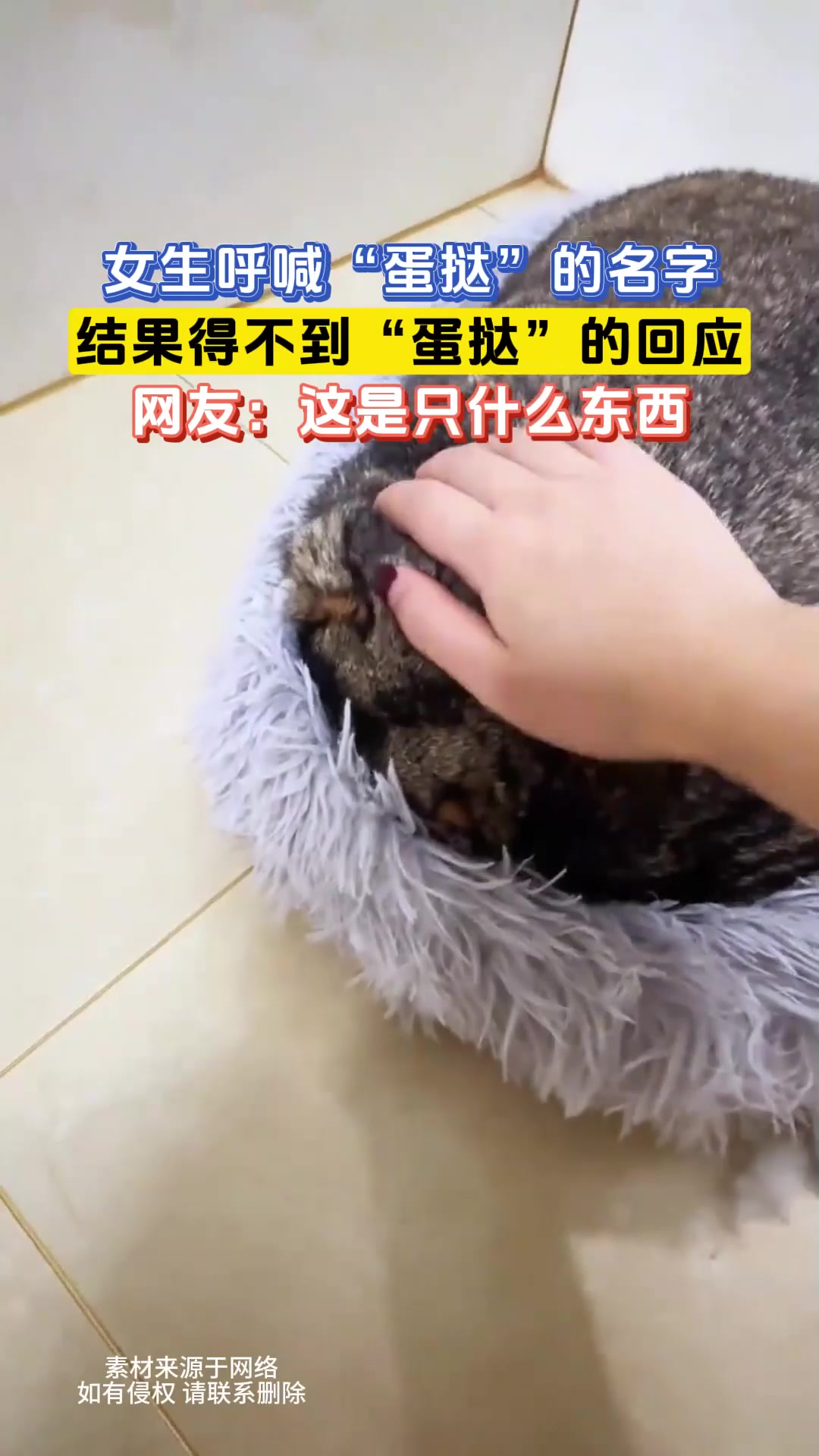女生呼喊“蛋挞”的名字,结果得不到“蛋挞”的回应