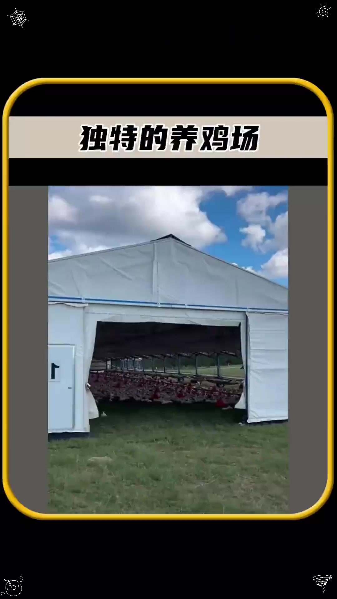 美国人为了生产出高级鸡肉,发明了这种,可移动式的大鹏养鸡场