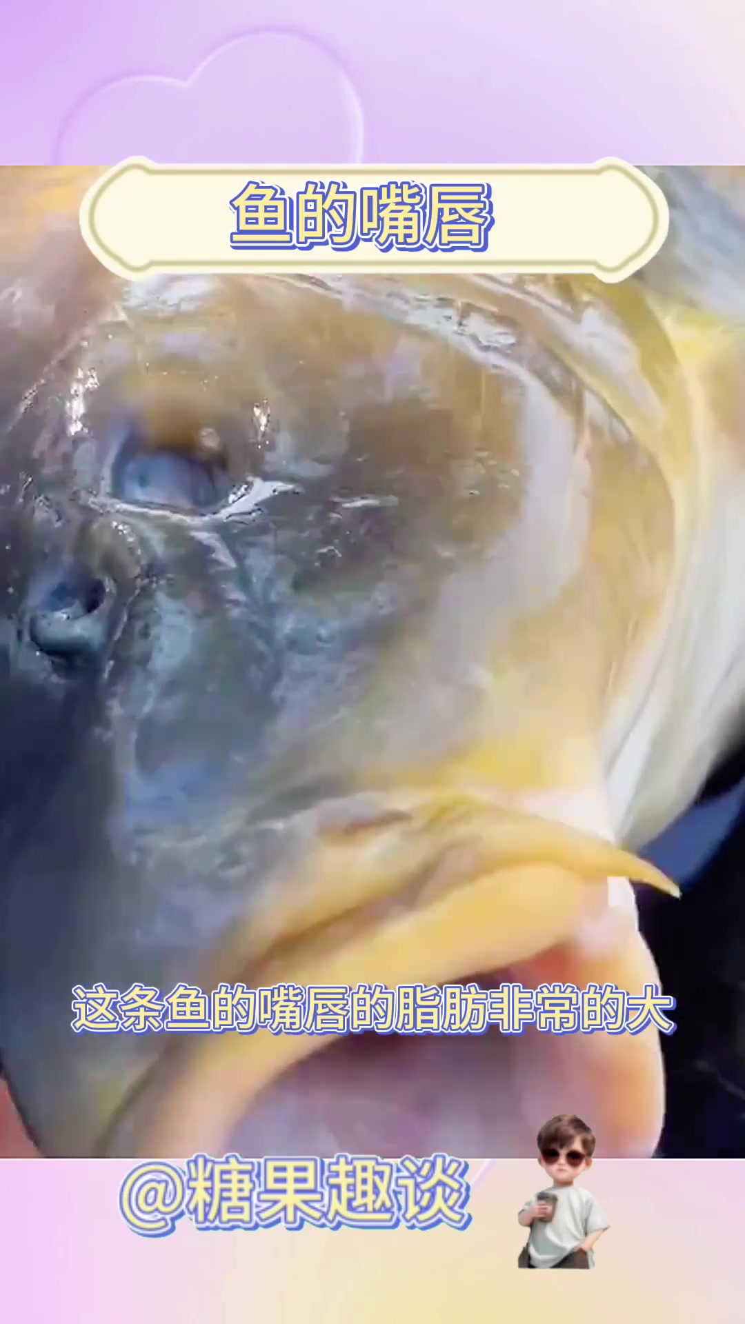 鱼的嘴唇,简直太厚了