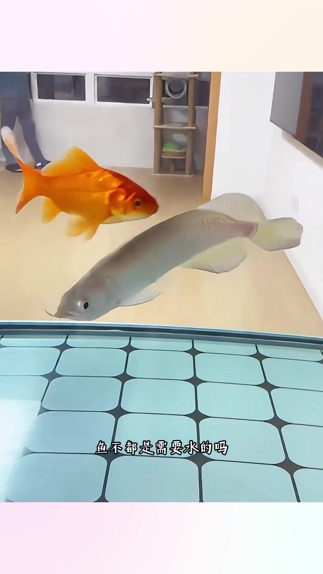 鱼在空中游，这是什么缘由？