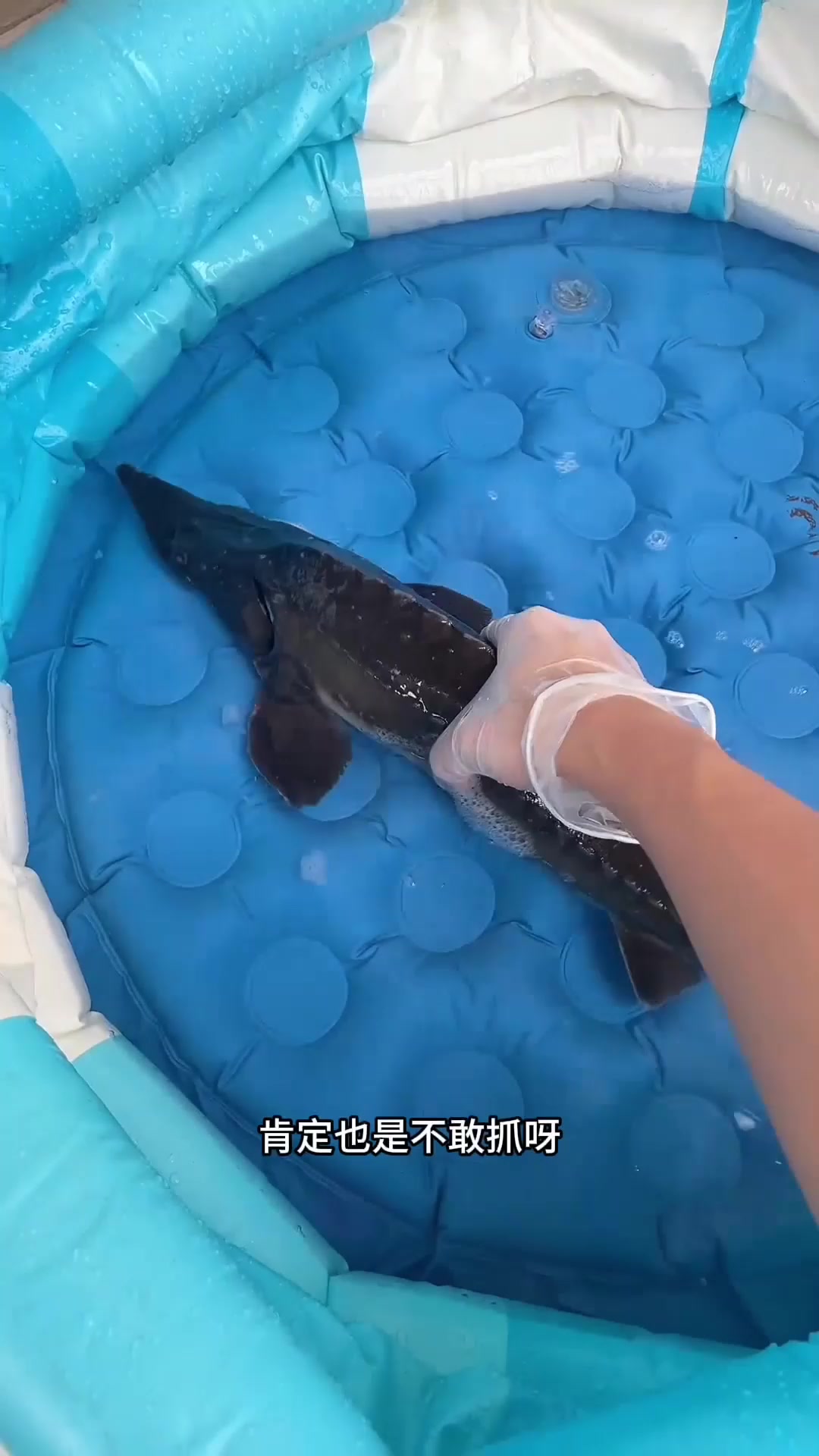 挑战自制鱼骨标本