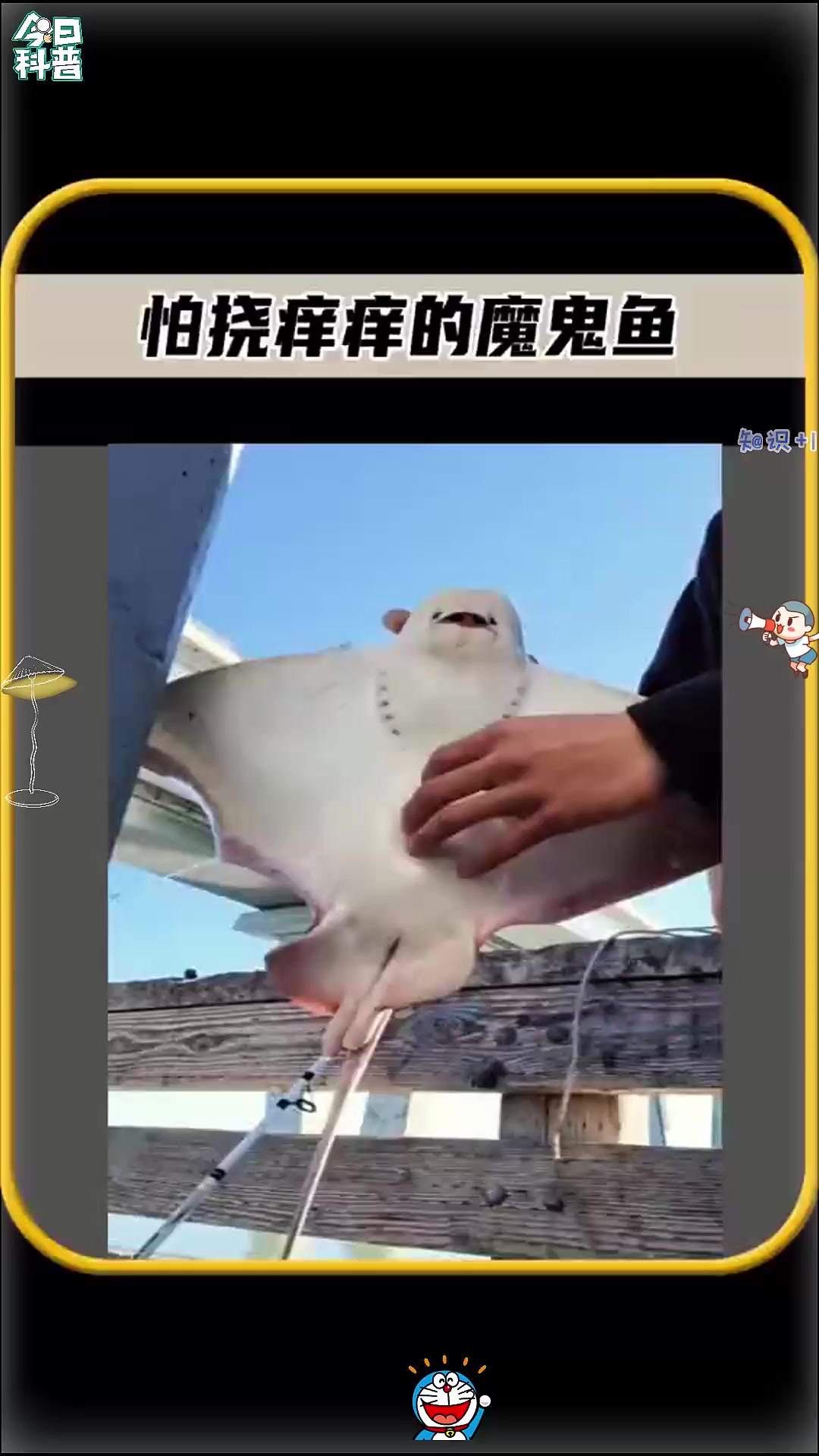 魔鬼鱼也会怕挠痒痒吗,为什么用手去摸魔鬼鱼的时候它会发生大笑