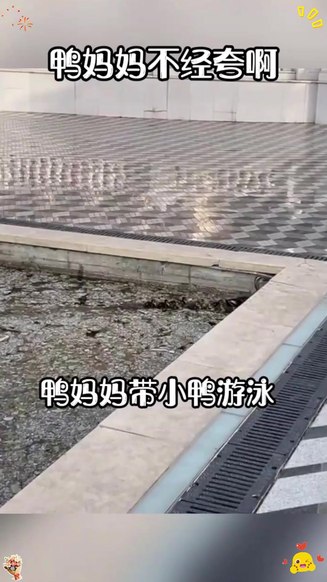 鸭妈妈带着小鸭子游泳，结果万万没想到啊