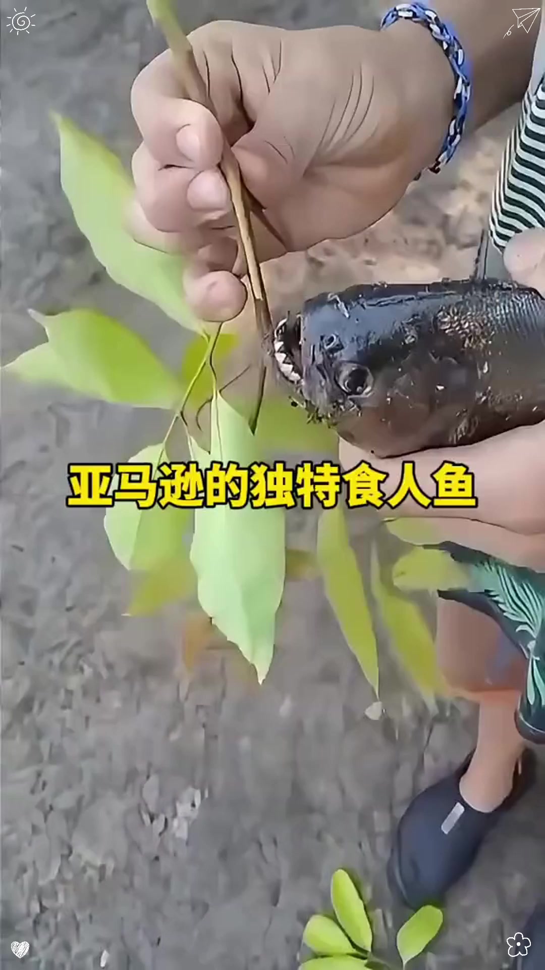 亚马逊的独特食人鱼