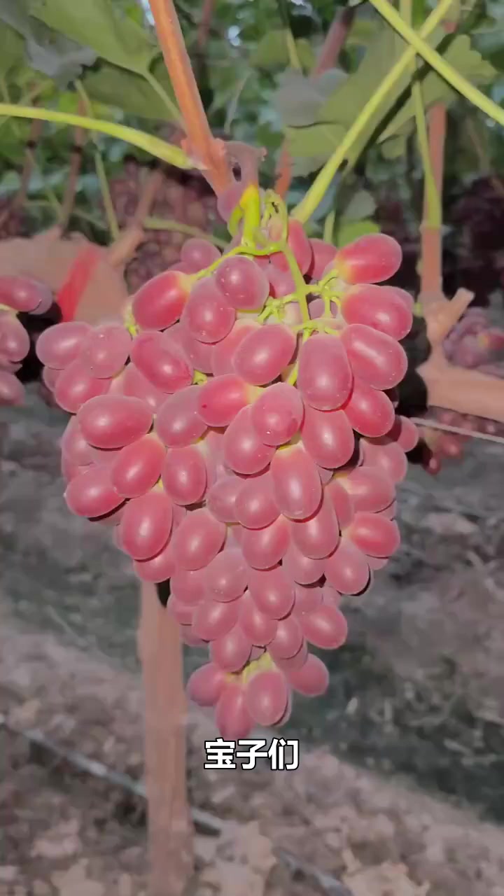 这个葡萄，真的特别甜