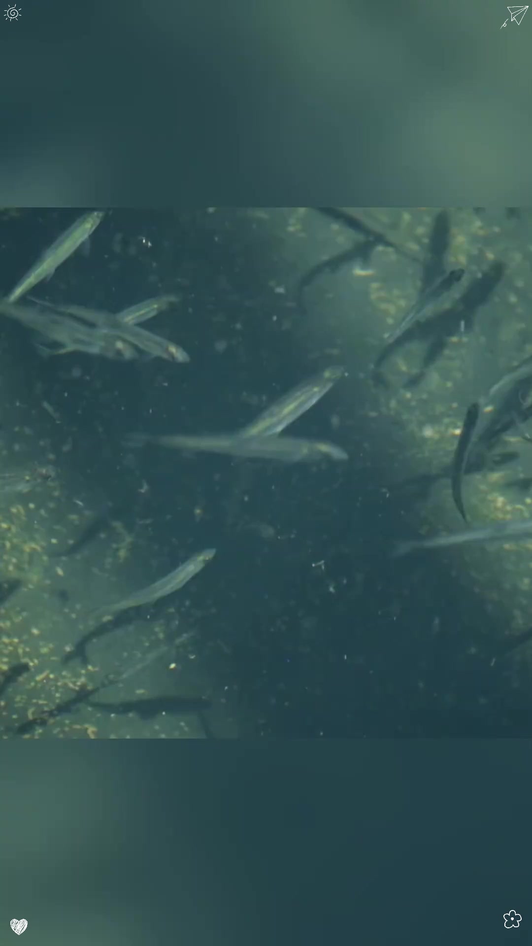 川普口中导致洛杉矶没水的胡瓜鱼